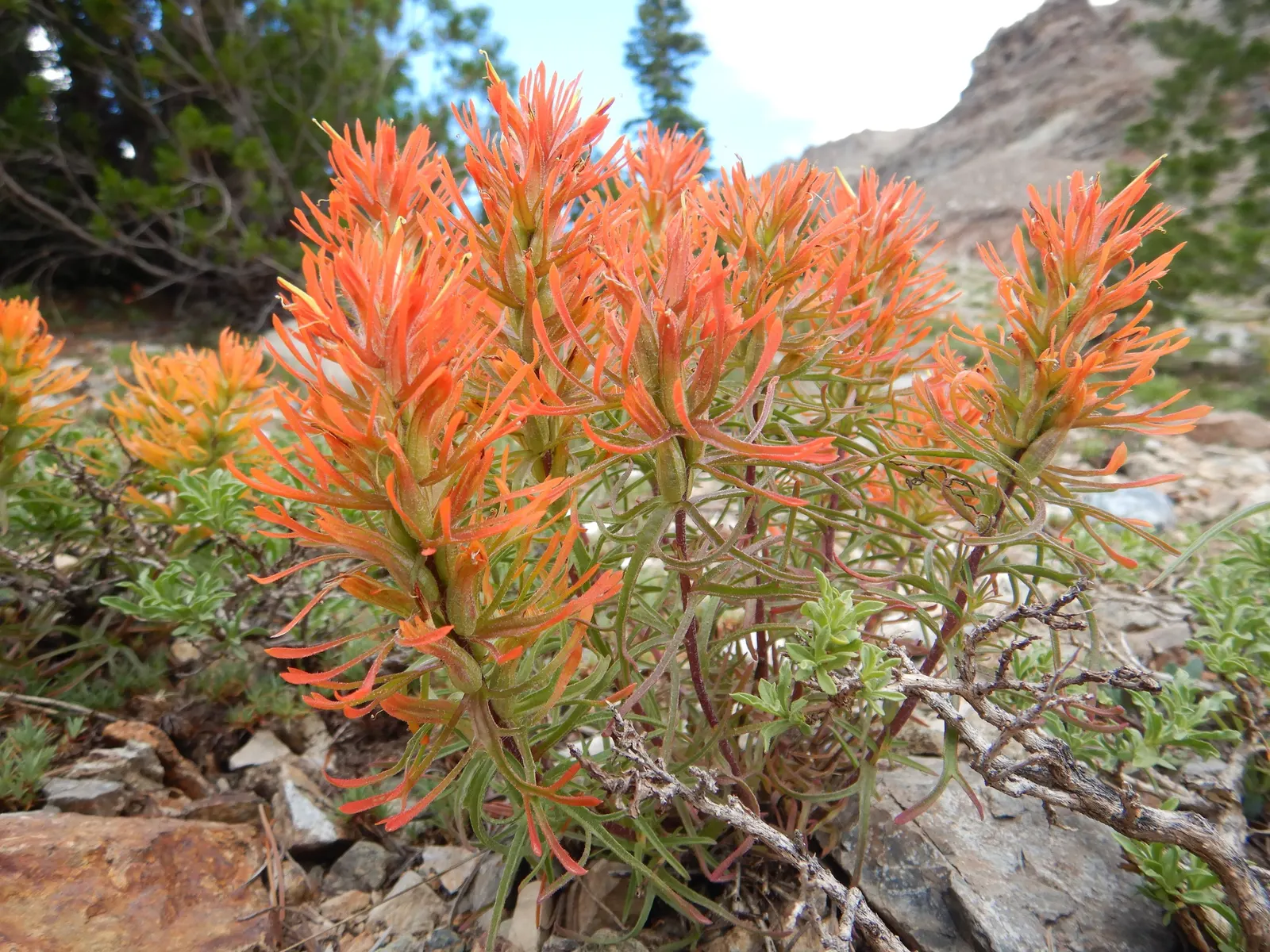 Indian Paintbrush (Castilleja Affinis) — scientifically known as Castilleja affinis, image 113