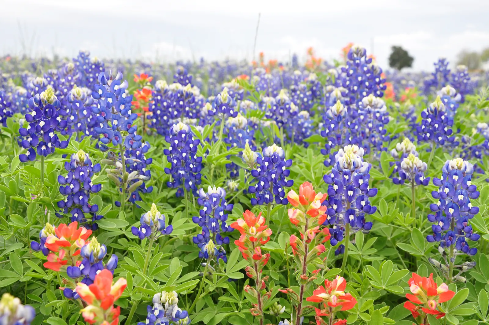 Indian Paintbrush (Castilleja Affinis) — use them in groups or as accent points among native grasses or low shrubs to achieve an eye-catching, image 103