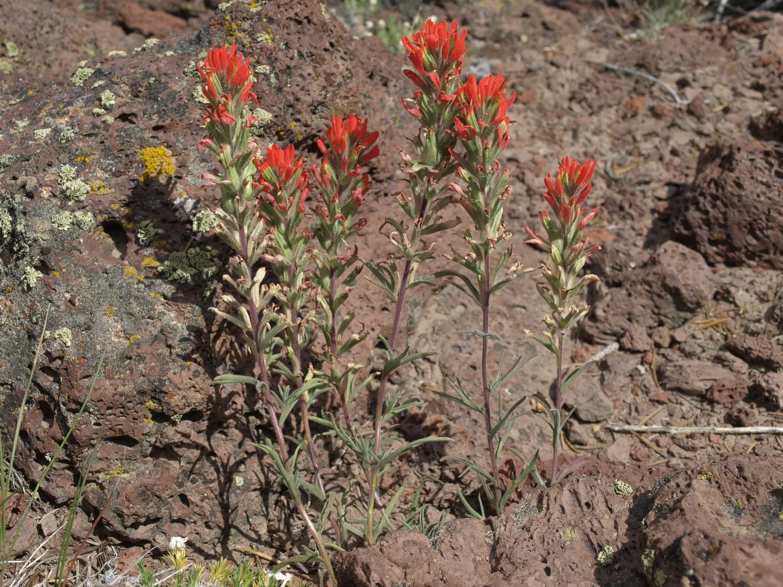 Indian Paintbrush (Castilleja Affinis) — observed from late spring to early summer; enhancing the ecological value of the garden, image 119