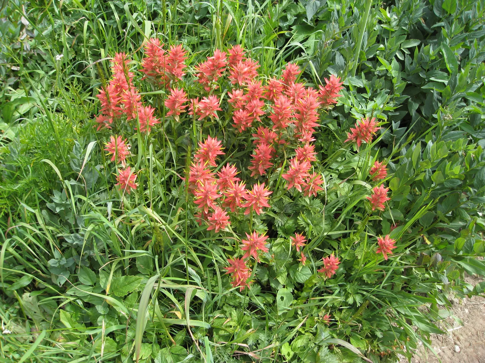 Indian Paintbrush (Castilleja Affinis) — this plant can reach a modest height of approximately 1 to 2 feet; perennial with orange and pink and red, image 116