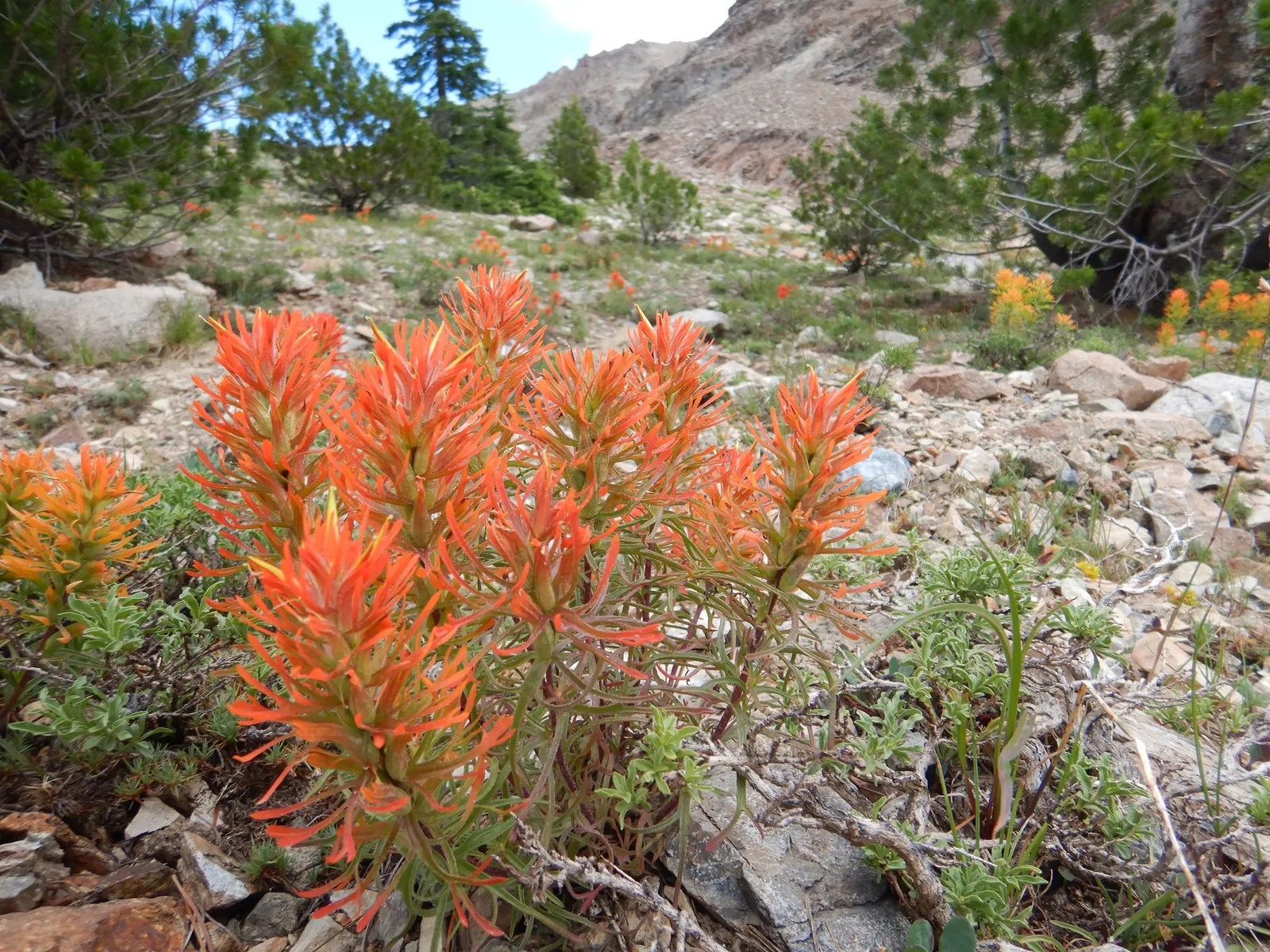 Indian Paintbrush (Castilleja Affinis) — Drought-tolerant once established, it requires minimal supplemental water; indian Paintbrush, Castilleja, image 124
