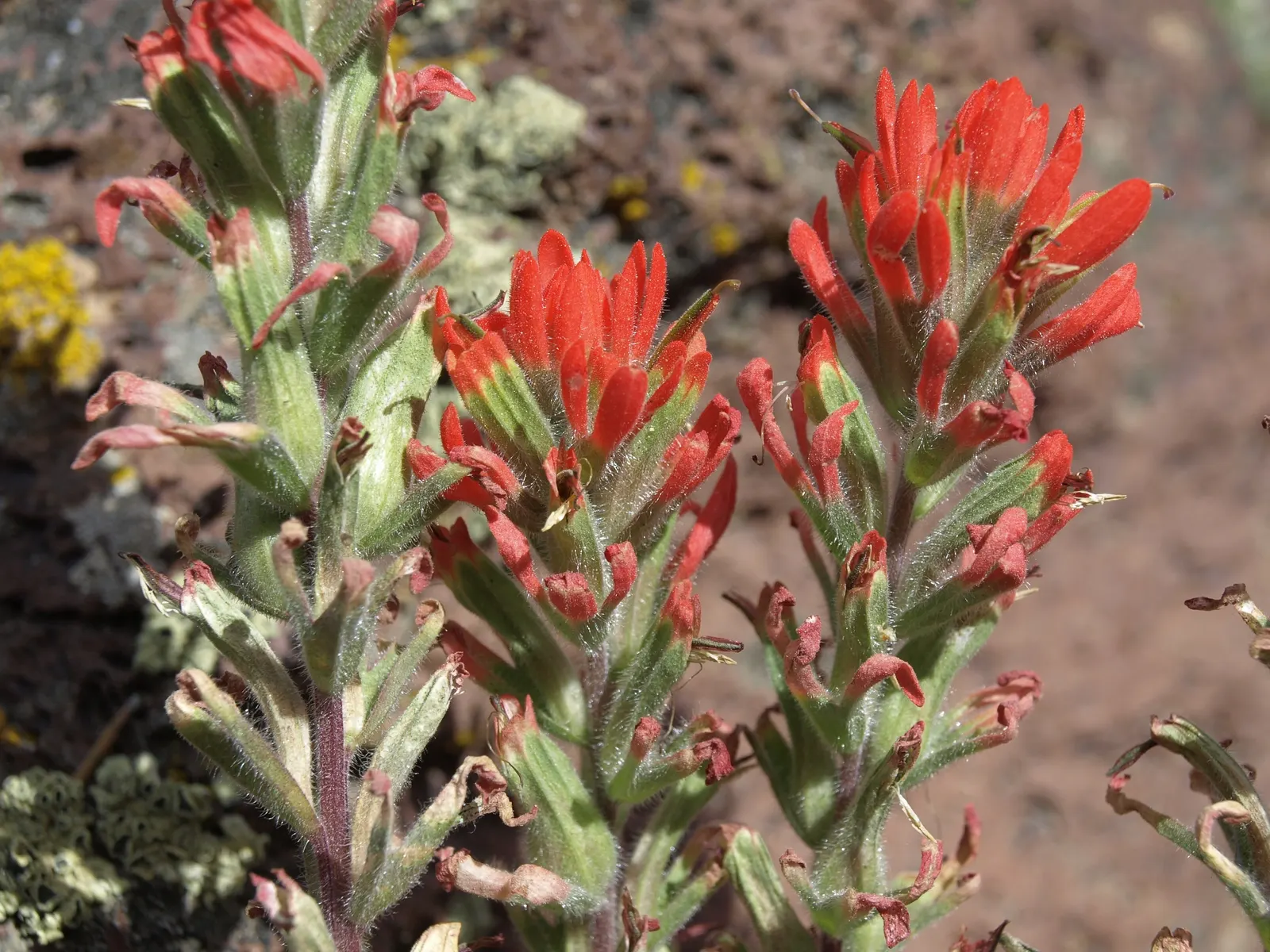 Indian Paintbrush (Castilleja Affinis) — perennial for full; bringing both visual interest and habitat support to your landscape, image 108