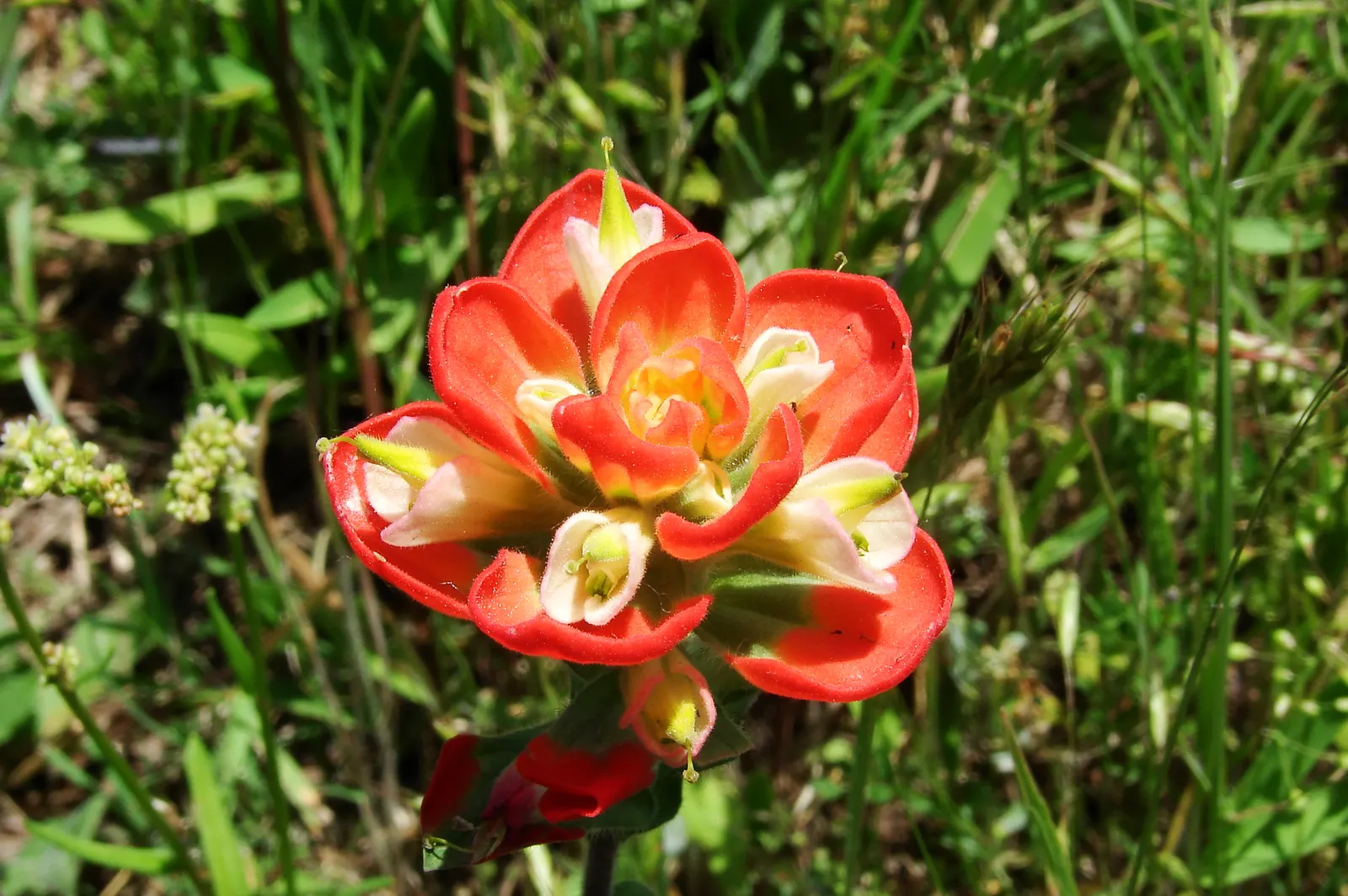 Indian Paintbrush (Castilleja Affinis) — which are brilliantly coloured in shades of red; celebrated for its vibrant bristle-like inflorescences, image 94