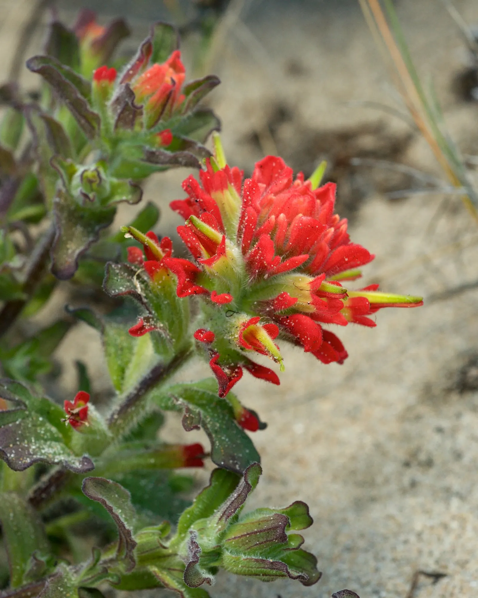 Indian Paintbrush (Castilleja Affinis) — positioning these vibrant plants in full sun to partial shade will maximize their blooming potential, image 153