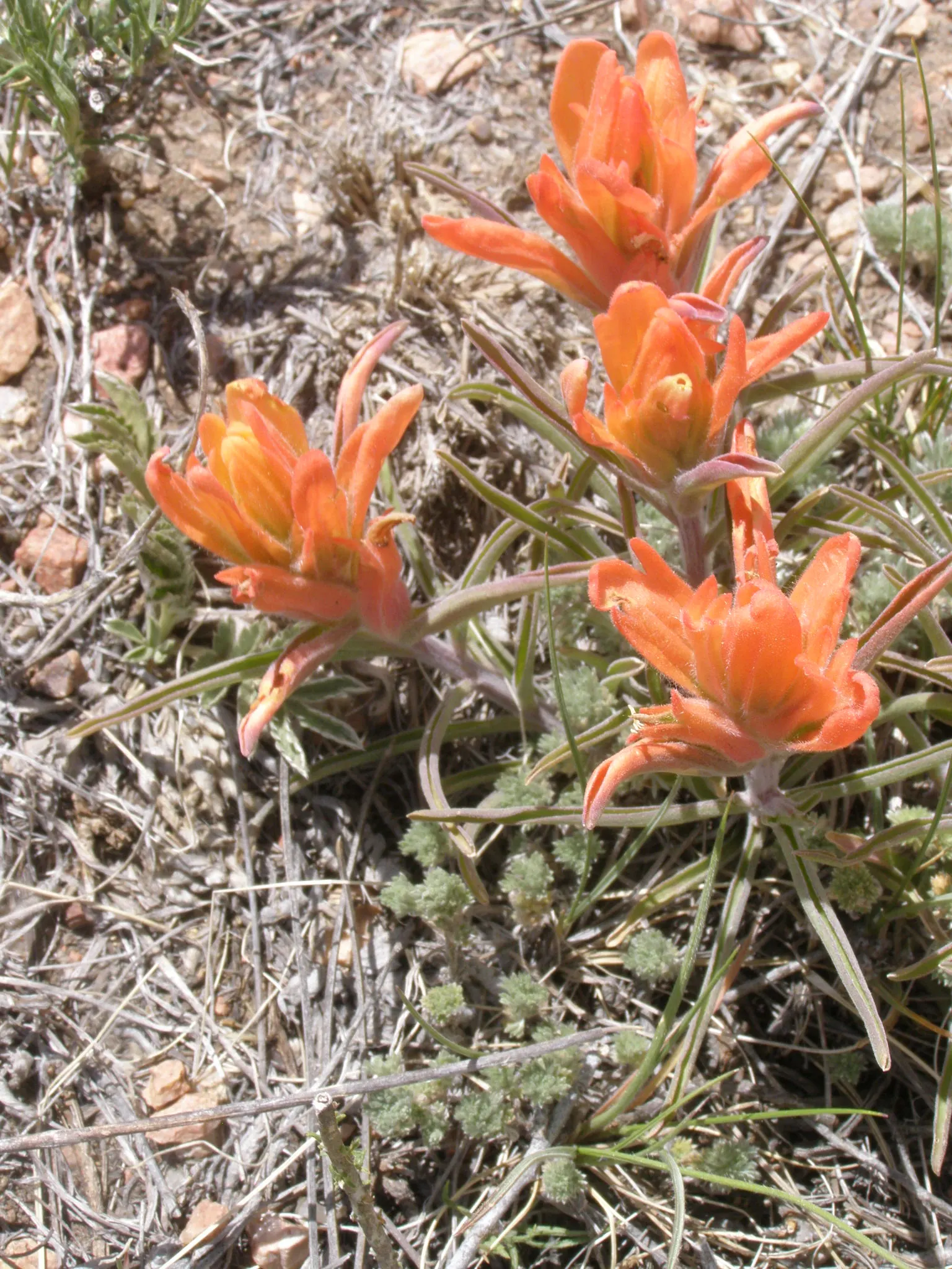 Indian Paintbrush (Castilleja Affinis) — creating the illusion of a painter\'s brush dipped in paint, image 95