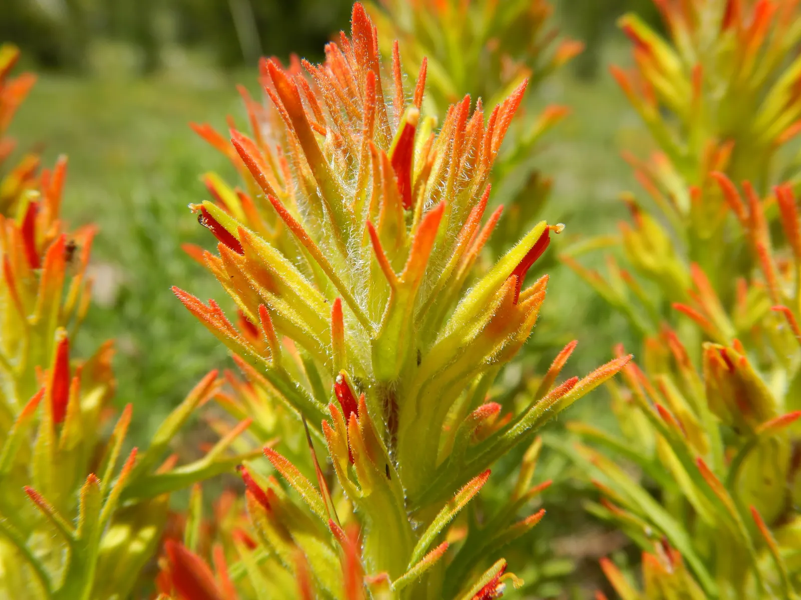 Indian Paintbrush (Castilleja Affinis) — are actually modified leaves; perennial for full, image 120