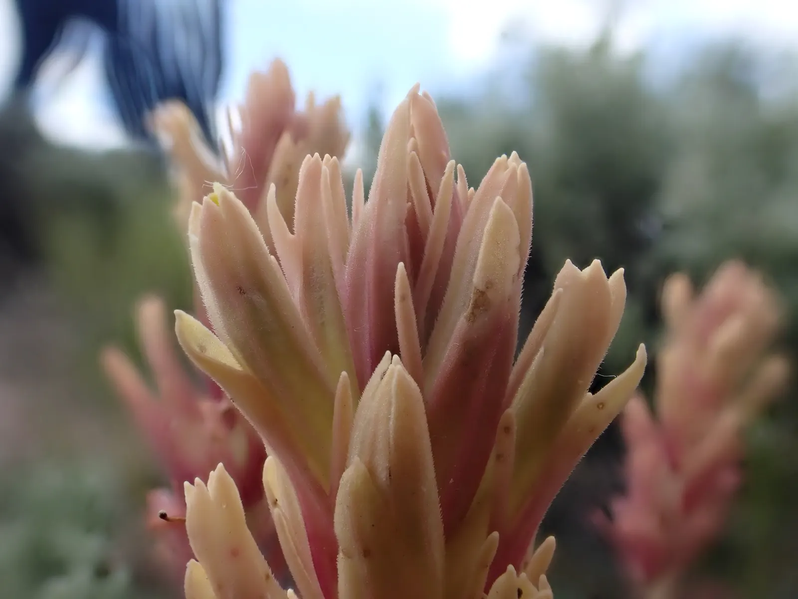 Indian Paintbrush (Castilleja Affinis) — The "flowers" of the Indian Paintbrush; which are brilliantly coloured in shades of red, image 118