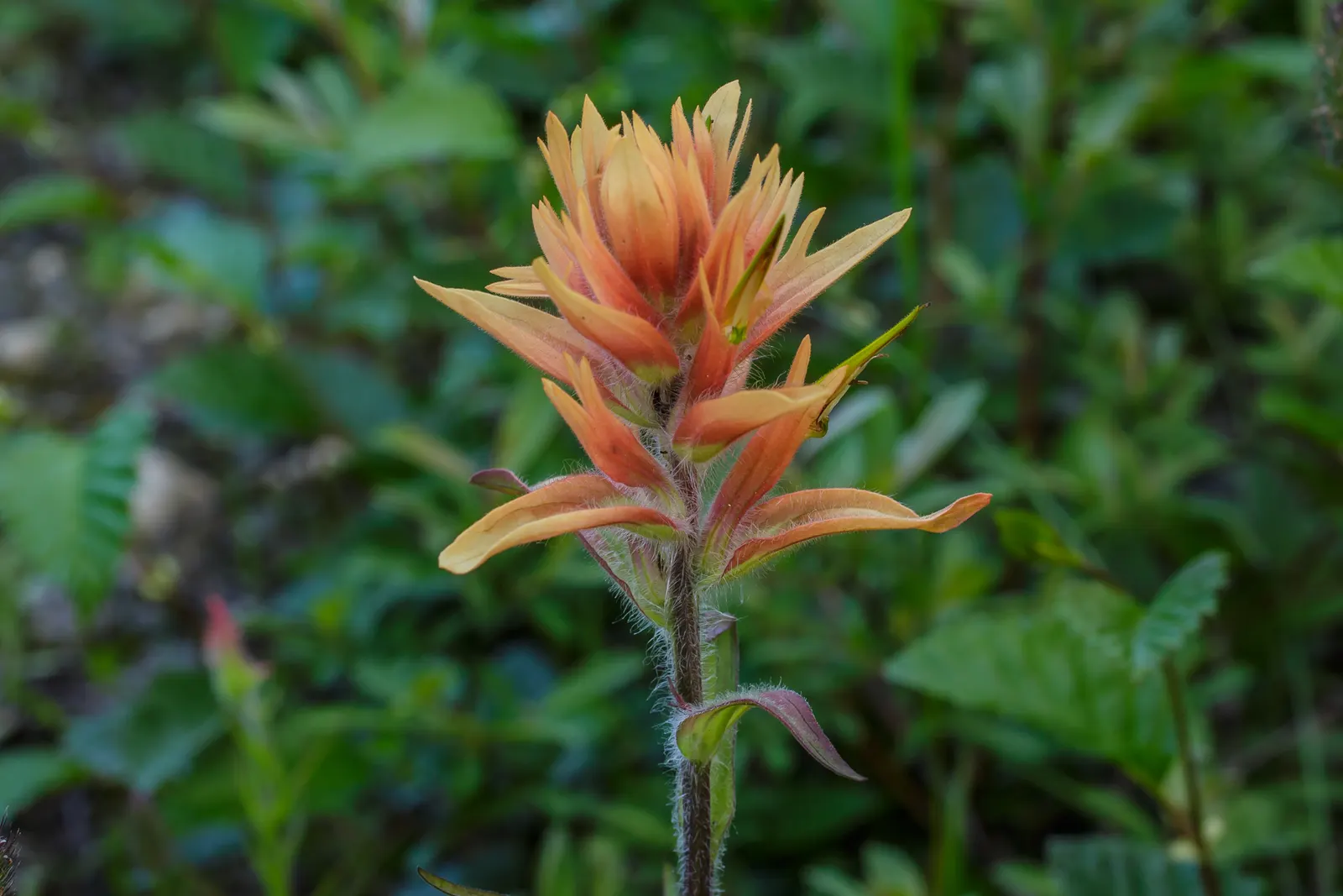 Indian Paintbrush (Castilleja Affinis) — are actually modified leaves; perennial for full, image 93