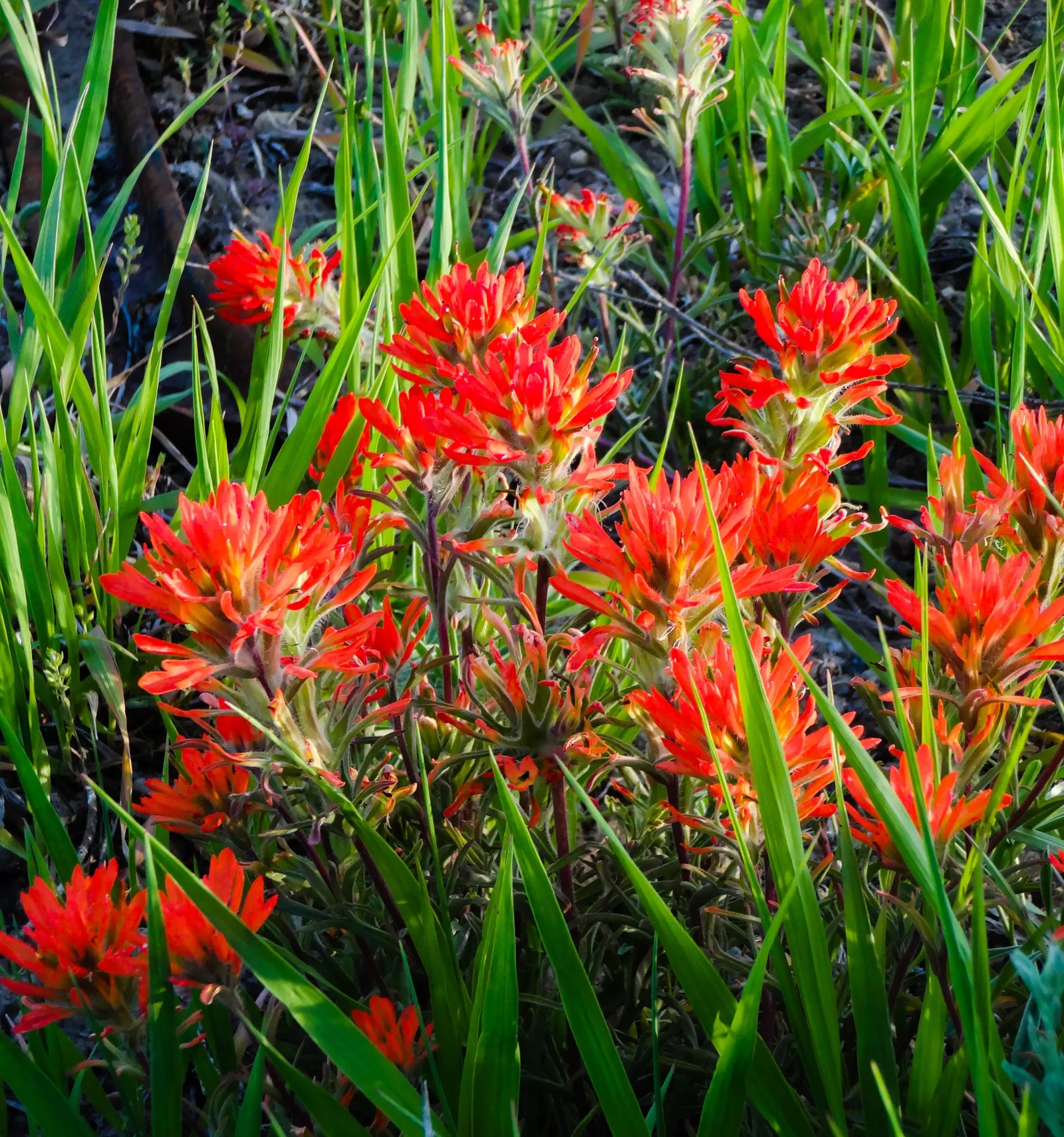 Indian Paintbrush (Castilleja Affinis) — It prefers well-draining soils and can tolerate drought; positioning these vibrant plants in full sun to, image 111