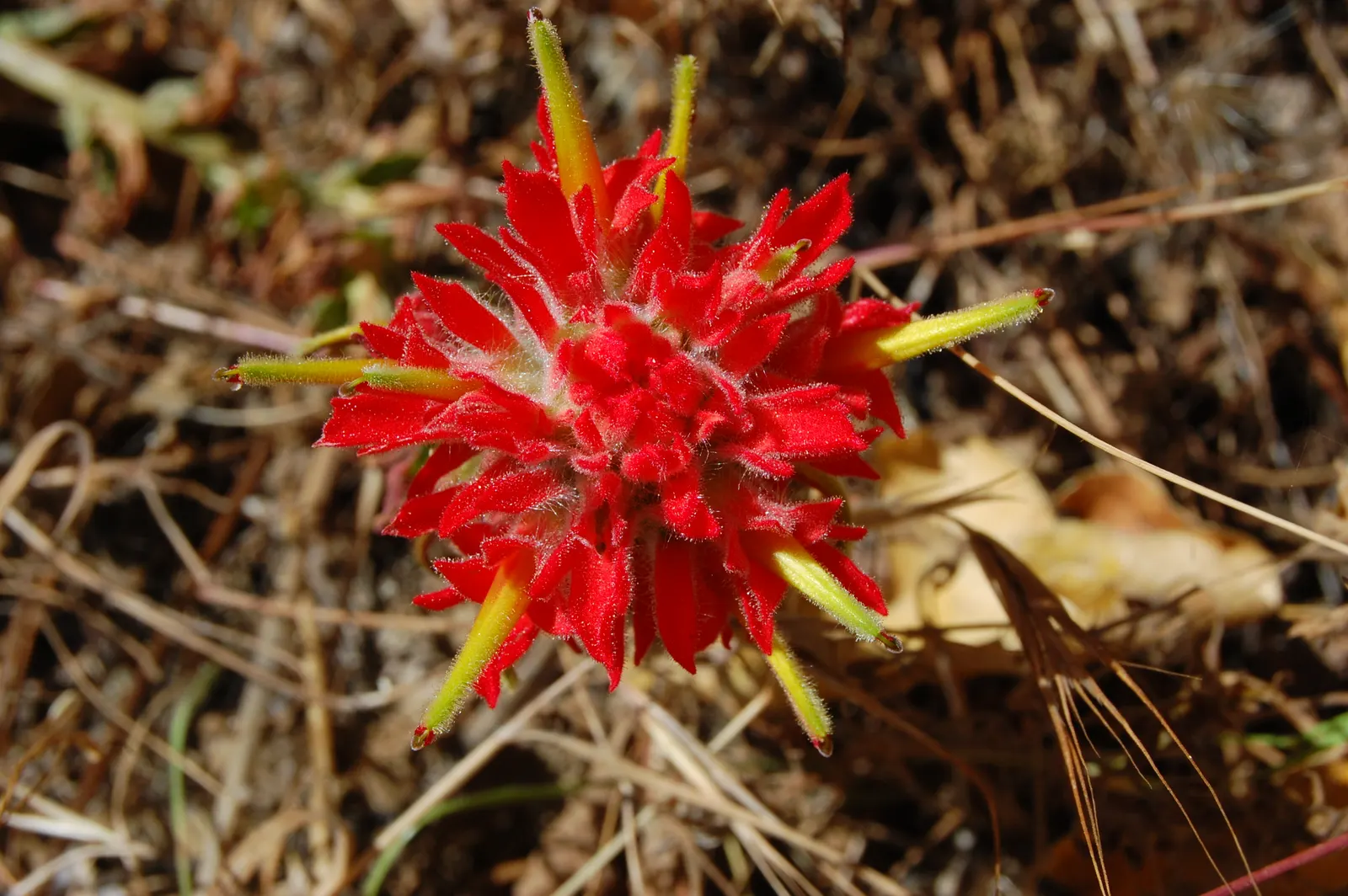 Indian Paintbrush (Castilleja Affinis) — observed from late spring to early summer; enhancing the ecological value of the garden, image 146