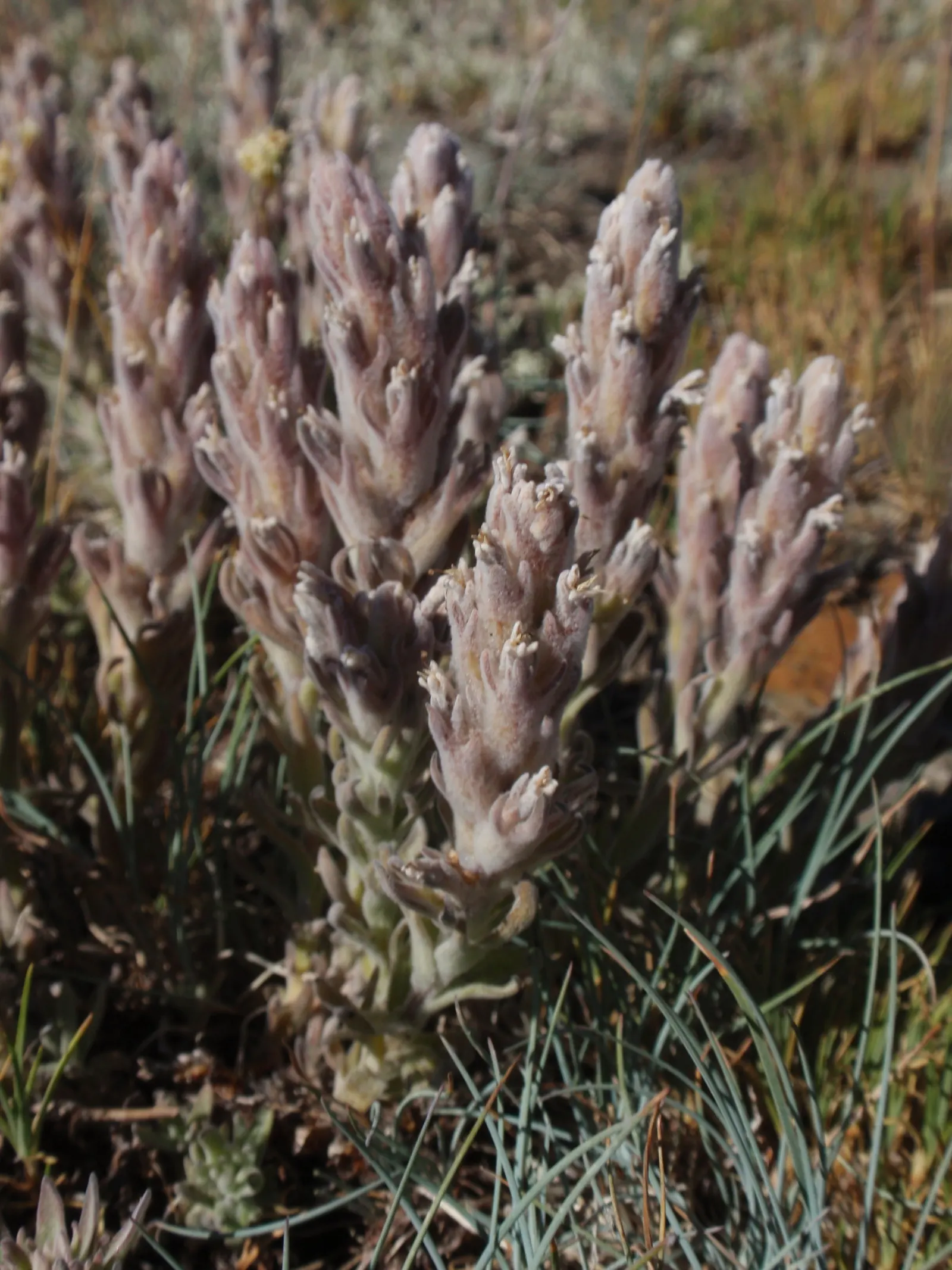 Indian Paintbrush (Castilleja Affinis) — which are tubular and greenish.<br><br>For a successful landscape integration; when composing your garden, image 69