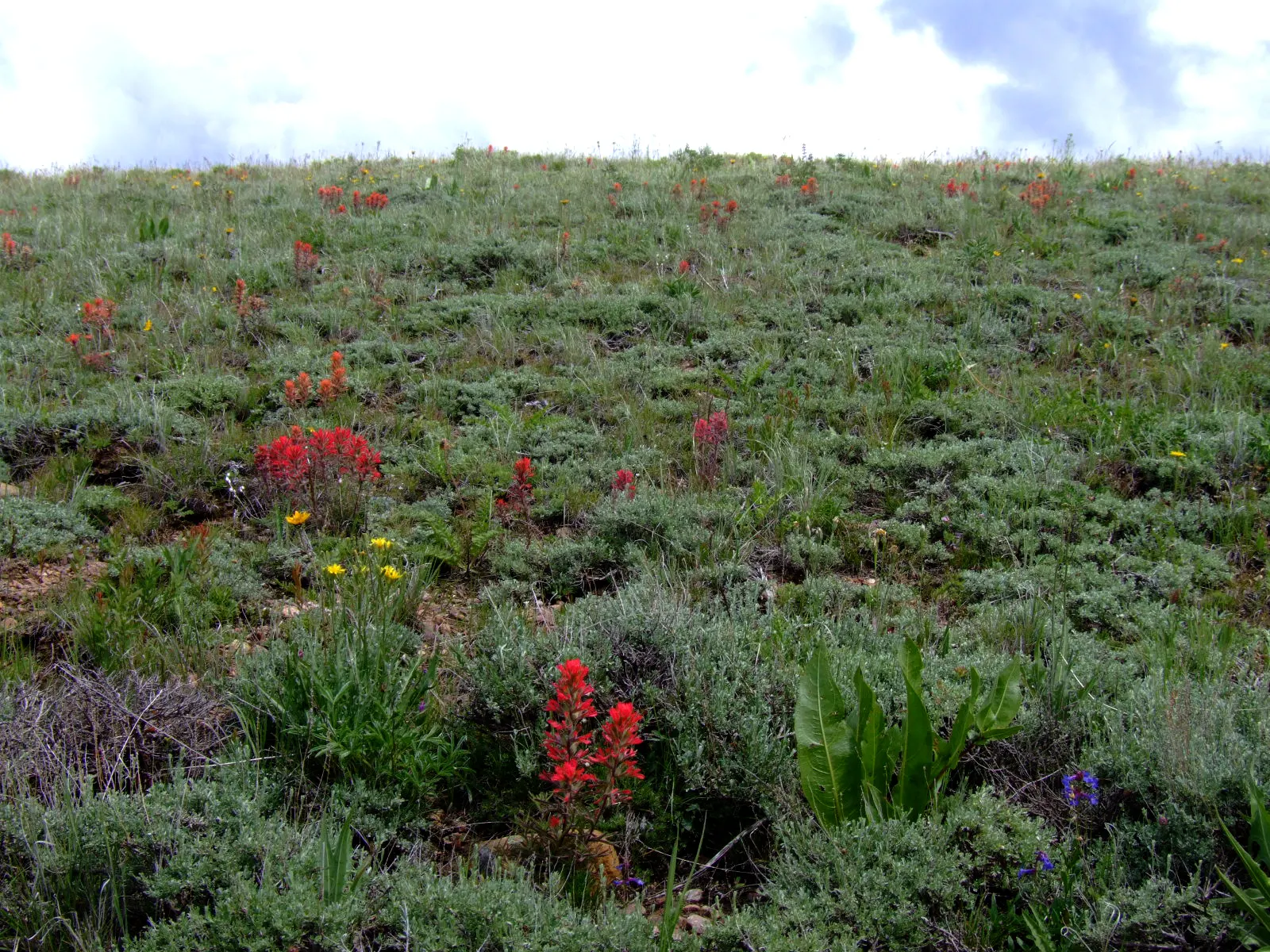Indian Paintbrush (Castilleja Affinis) — Indian Paintbrush, Castilleja affinis, is a vibrant perennial known for its fiery red-orange bracts; plant, image 55