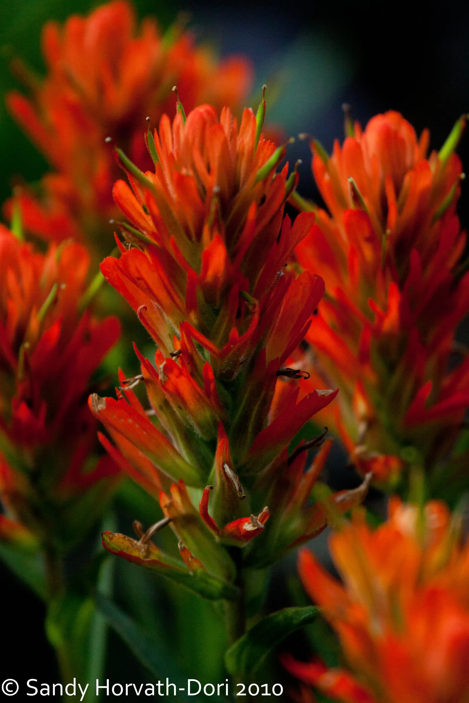 Indian Paintbrush (Castilleja Affinis) — The "flowers" of the Indian Paintbrush; which are brilliantly coloured in shades of red, image 64