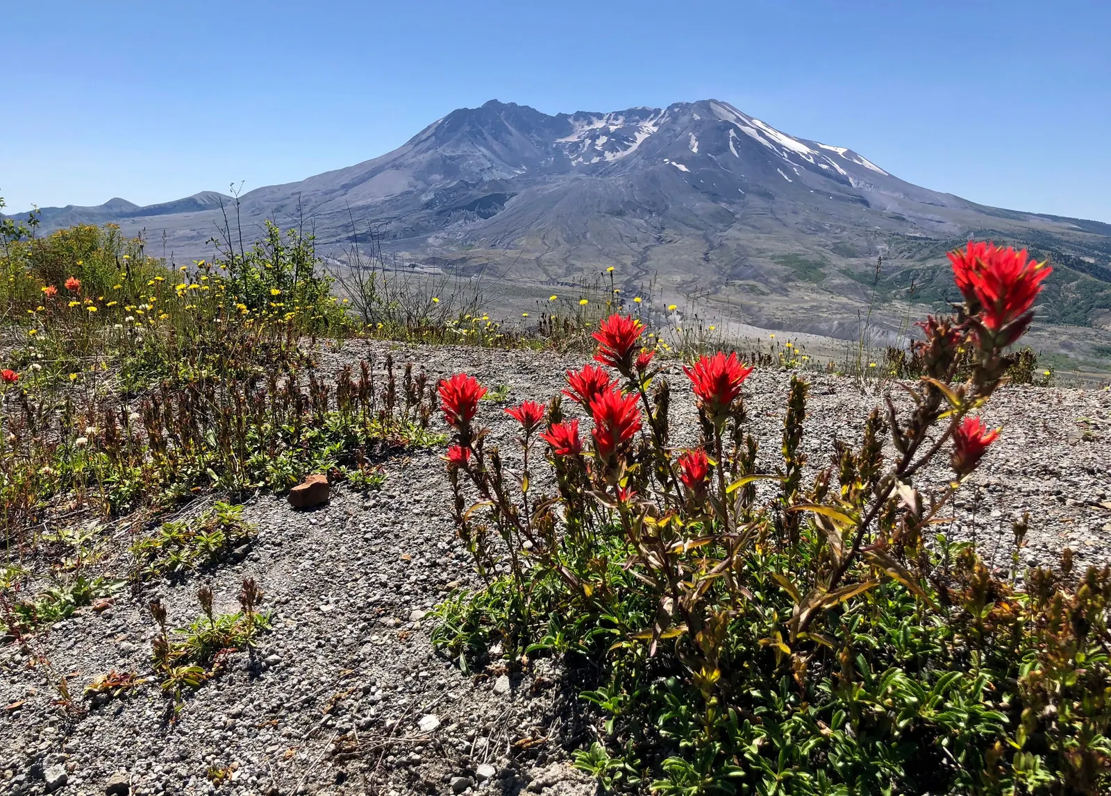 Indian Paintbrush (Castilleja Affinis) — positioning these vibrant plants in full sun to partial shade will maximize their blooming potential, image 72