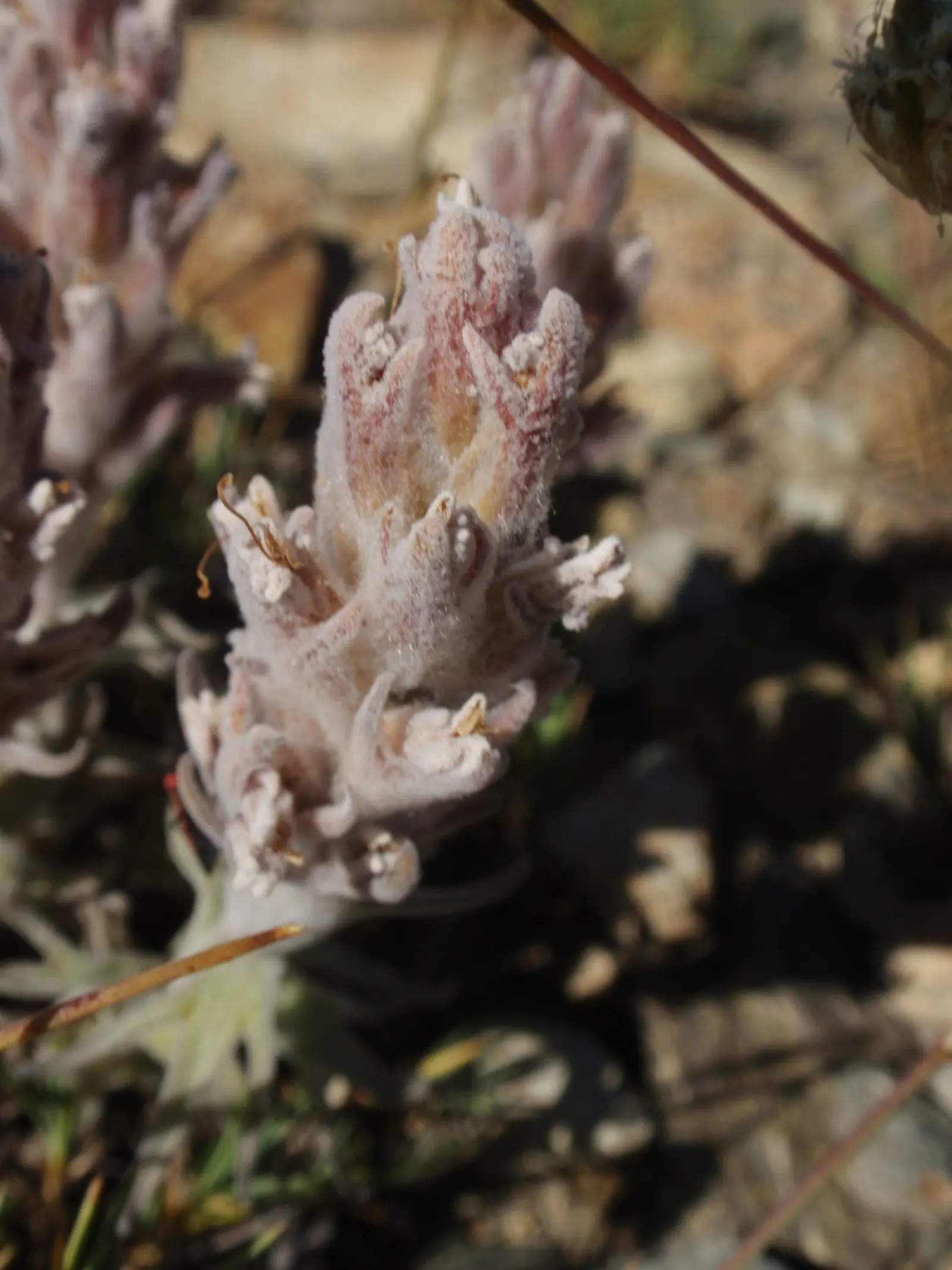 Indian Paintbrush (Castilleja Affinis) — they are excellent attractors of pollinators such as hummingbirds and bees; use them in groups or as, image 73