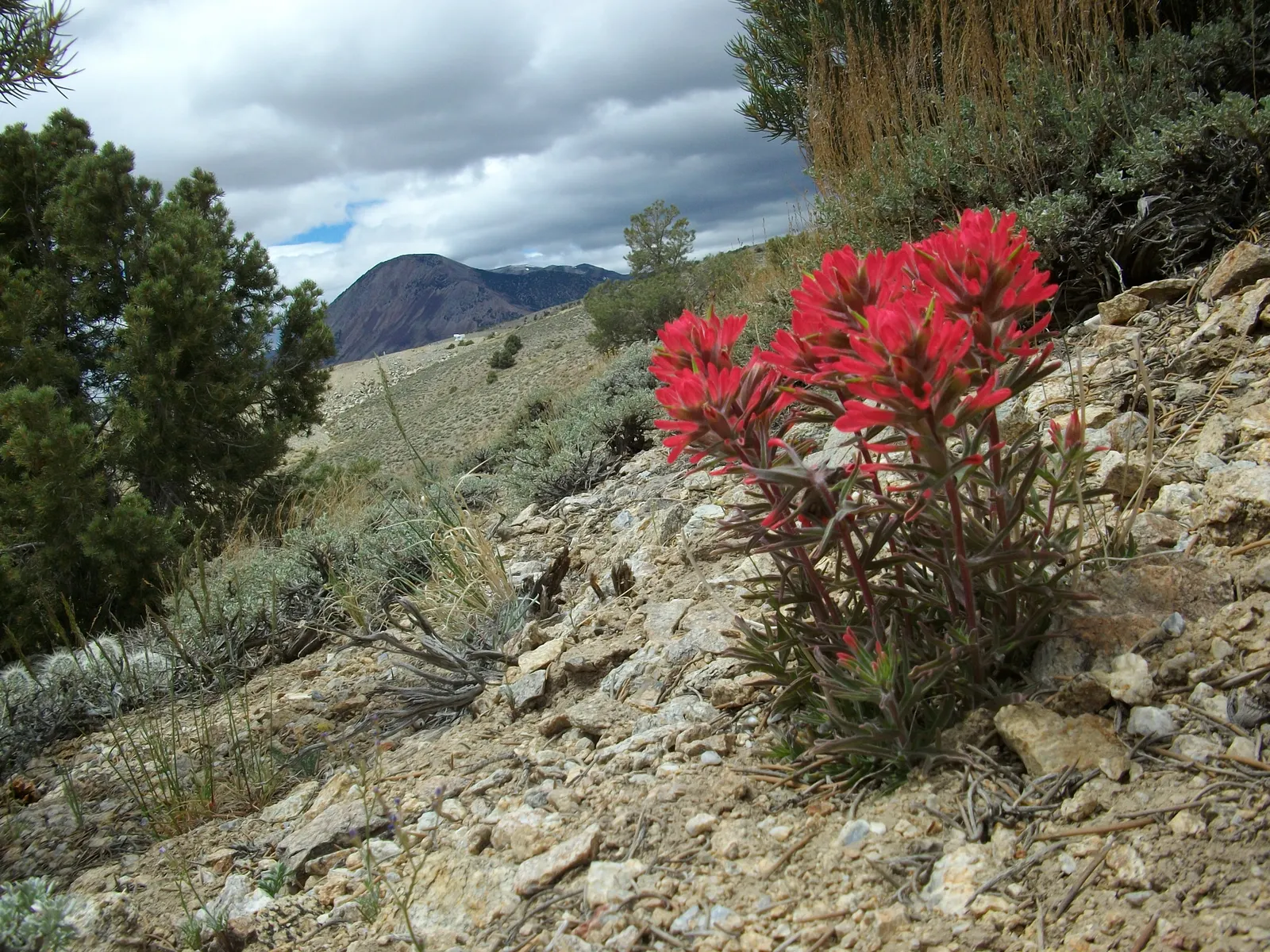 Indian Paintbrush (Castilleja Affinis) — This makes Castilleja affinis a suitable candidate for xeriscaping.<br><br>In a landscape design; this, image 71