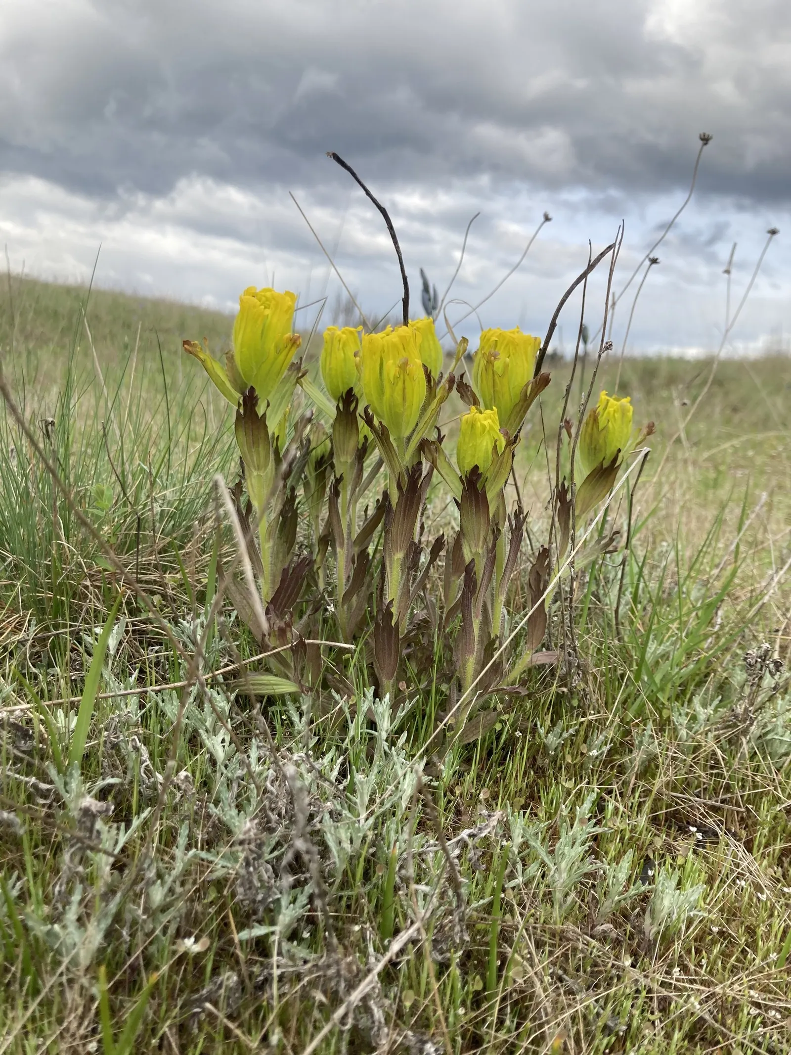 Indian Paintbrush (Castilleja Affinis) — positioning these vibrant plants in full sun to partial shade will maximize their blooming potential; which are