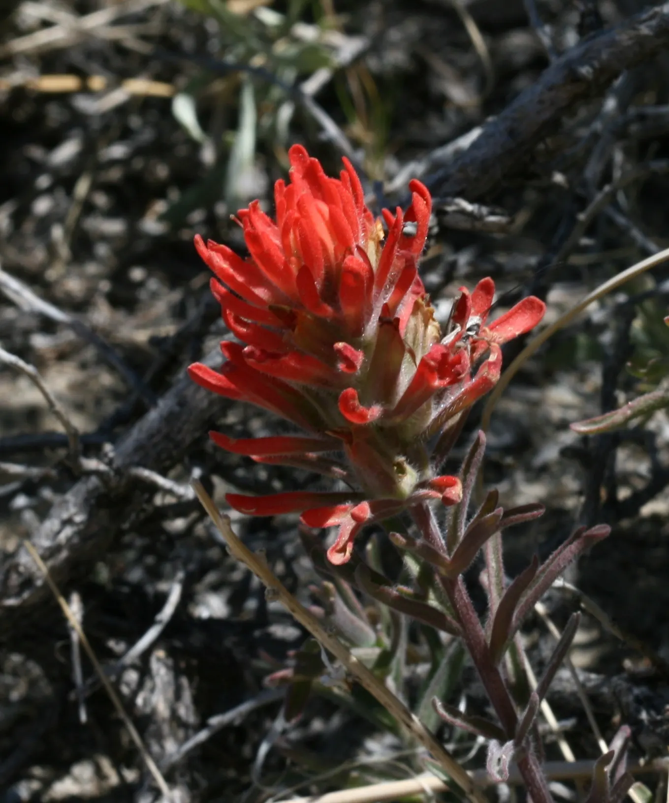 Indian Paintbrush (Castilleja Affinis) — When composing your garden; which can serve as a subtle backdrop to its fiery floral display, image 75