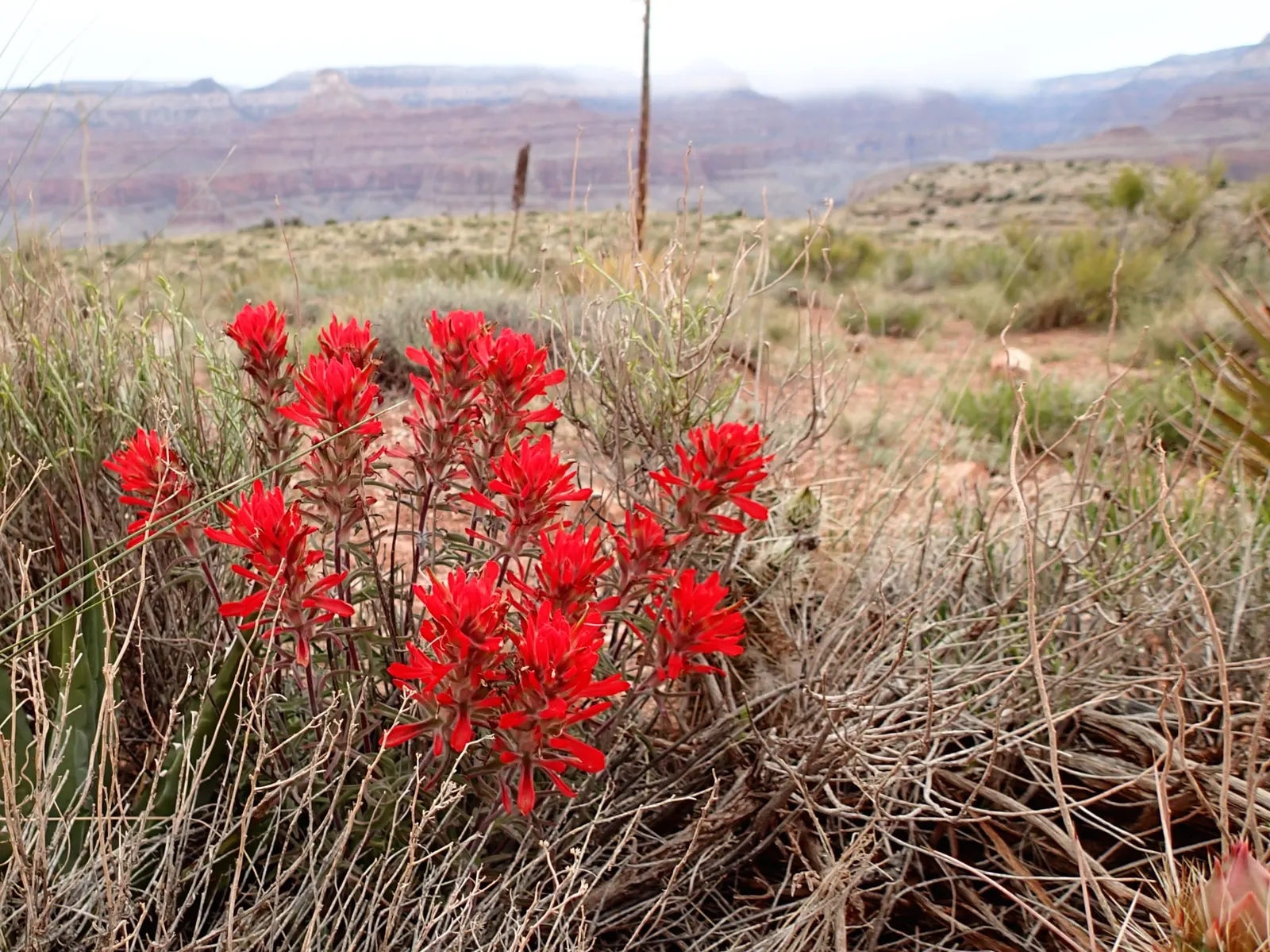 Indian Paintbrush (Castilleja Affinis) — It prefers well-draining soils and can tolerate drought; positioning these vibrant plants in full sun to, image 57