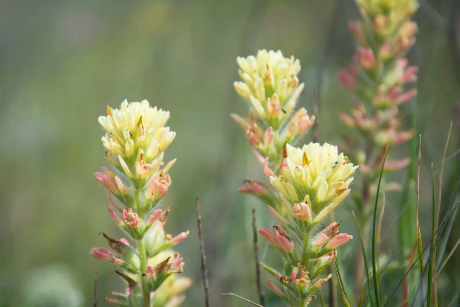 Indian Paintbrush (Castilleja Affinis) — enhancing the ecological value of the garden; native to western North America, it thrives in full sun, image 155