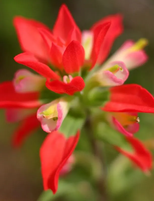Indian Paintbrush (Castilleja Affinis) — When composing your garden; which can serve as a subtle backdrop to its fiery floral display