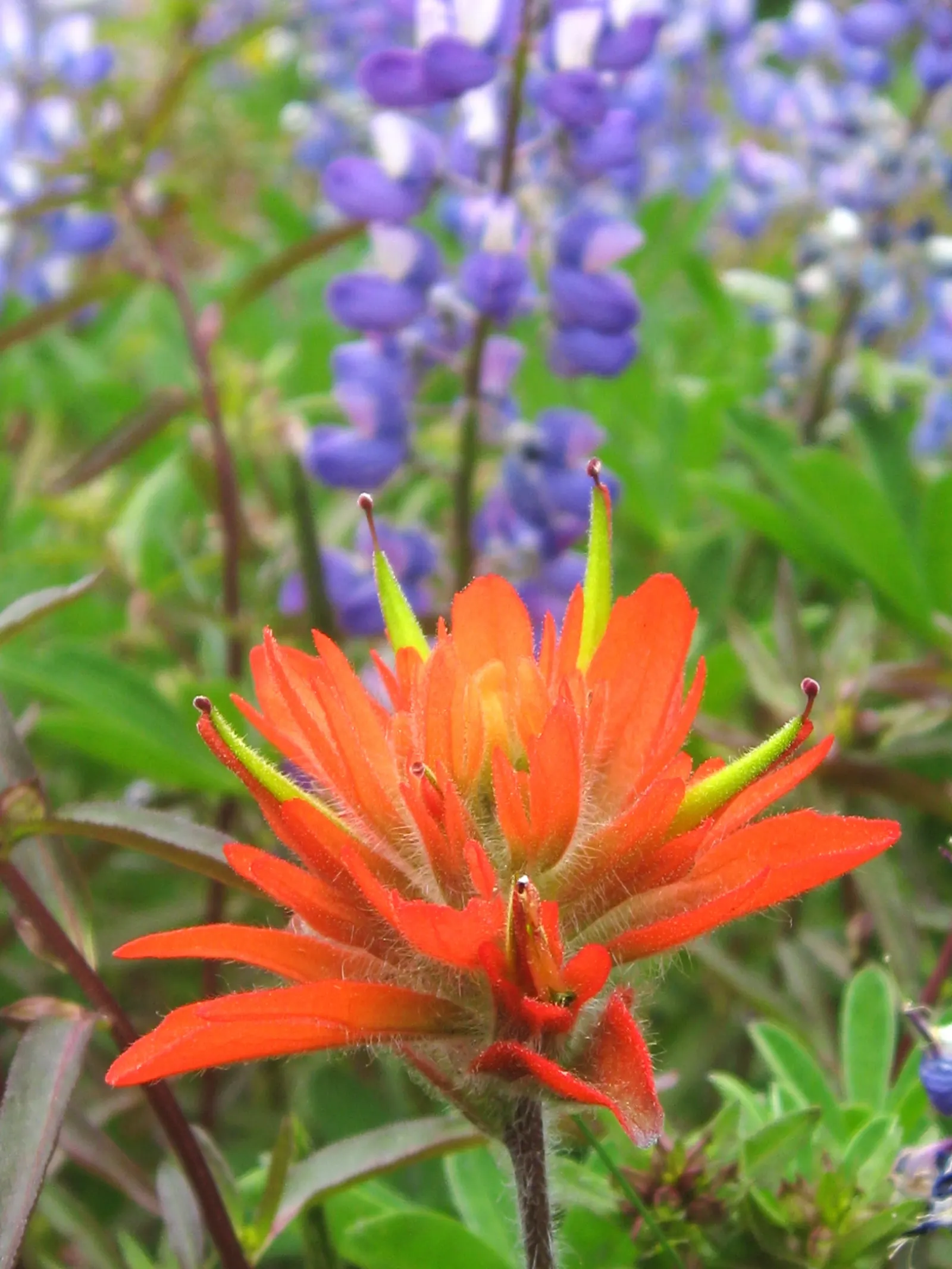 Indian Paintbrush (Castilleja Affinis) — perennial with orange and pink and red blooms; this makes Castilleja affinis a suitable candidate for