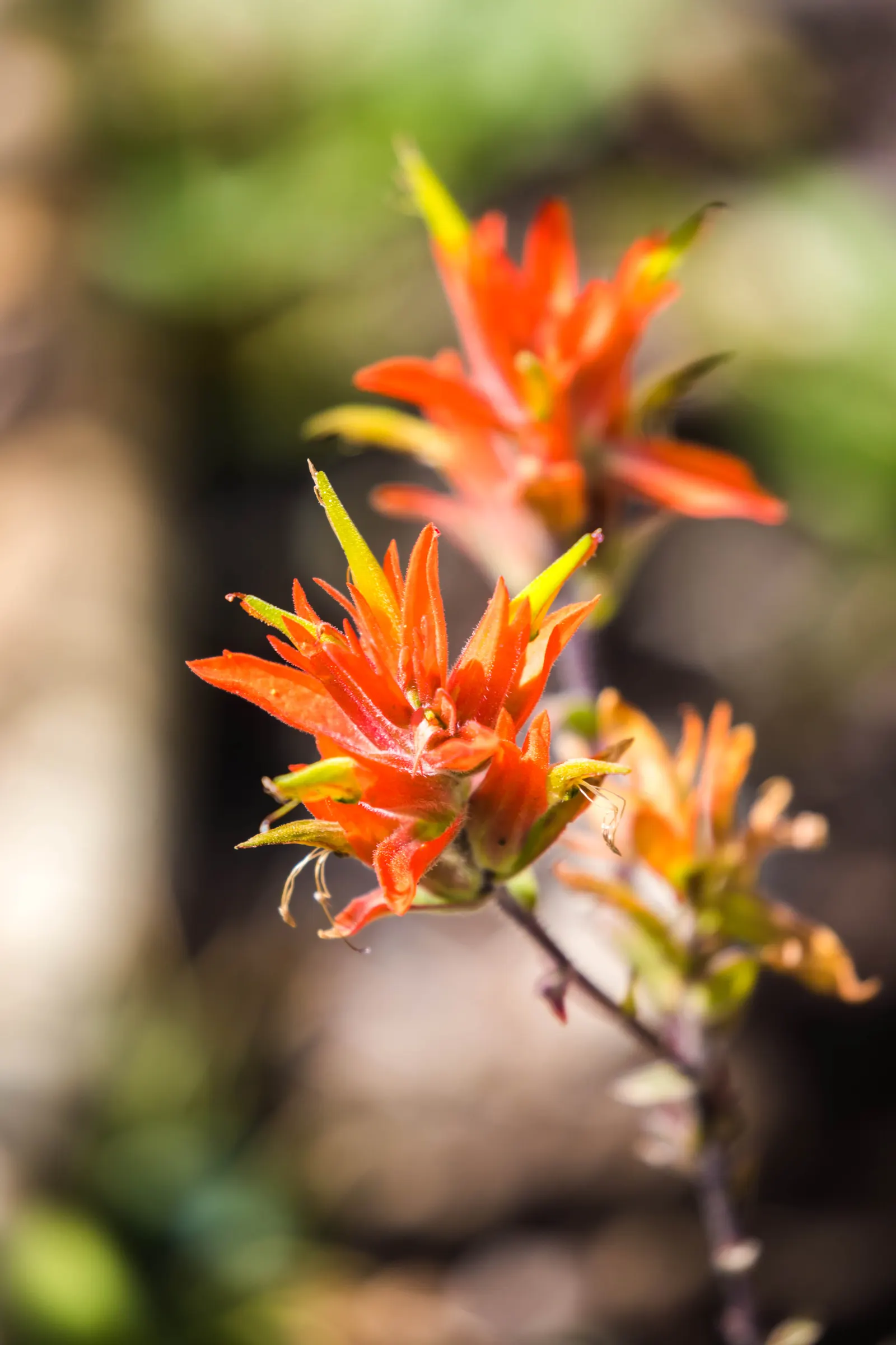Indian Paintbrush (Castilleja Affinis) — Indian Paintbrush is a low-maintenance, image 77
