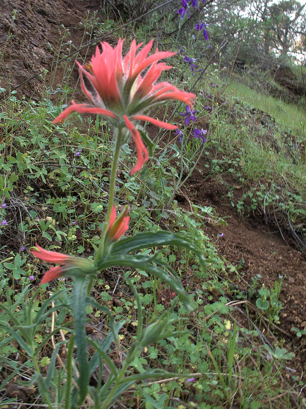 Indian Paintbrush (Castilleja Affinis) — this plant can reach a modest height of approximately 1 to 2 feet; perennial with orange and pink and red, image 143