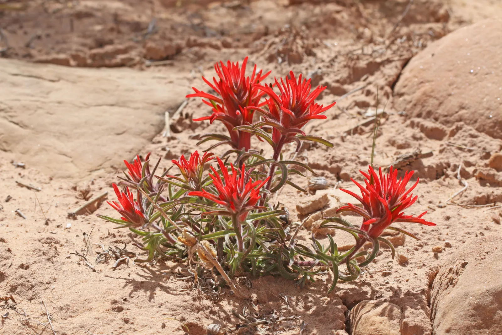 Indian Paintbrush (Castilleja Affinis) — which can serve as a subtle backdrop to its fiery floral display; is a perennial wildflower native to the, image 63