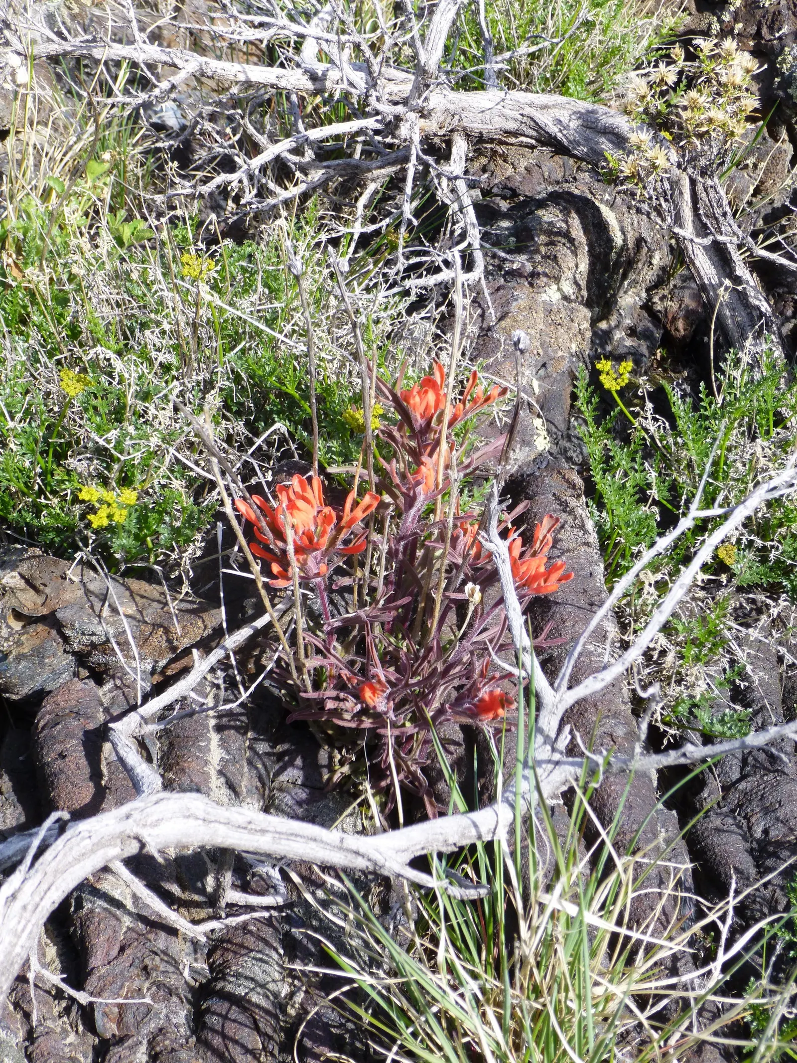 Indian Paintbrush (Castilleja Affinis) — scientifically known as Castilleja affinis, image 59