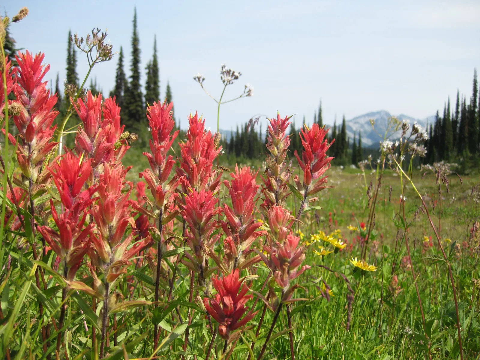 Indian Paintbrush (Castilleja Affinis) — Native to western North America, it thrives in full sun, reaching 1-2 feet in height; observed from late, image 56
