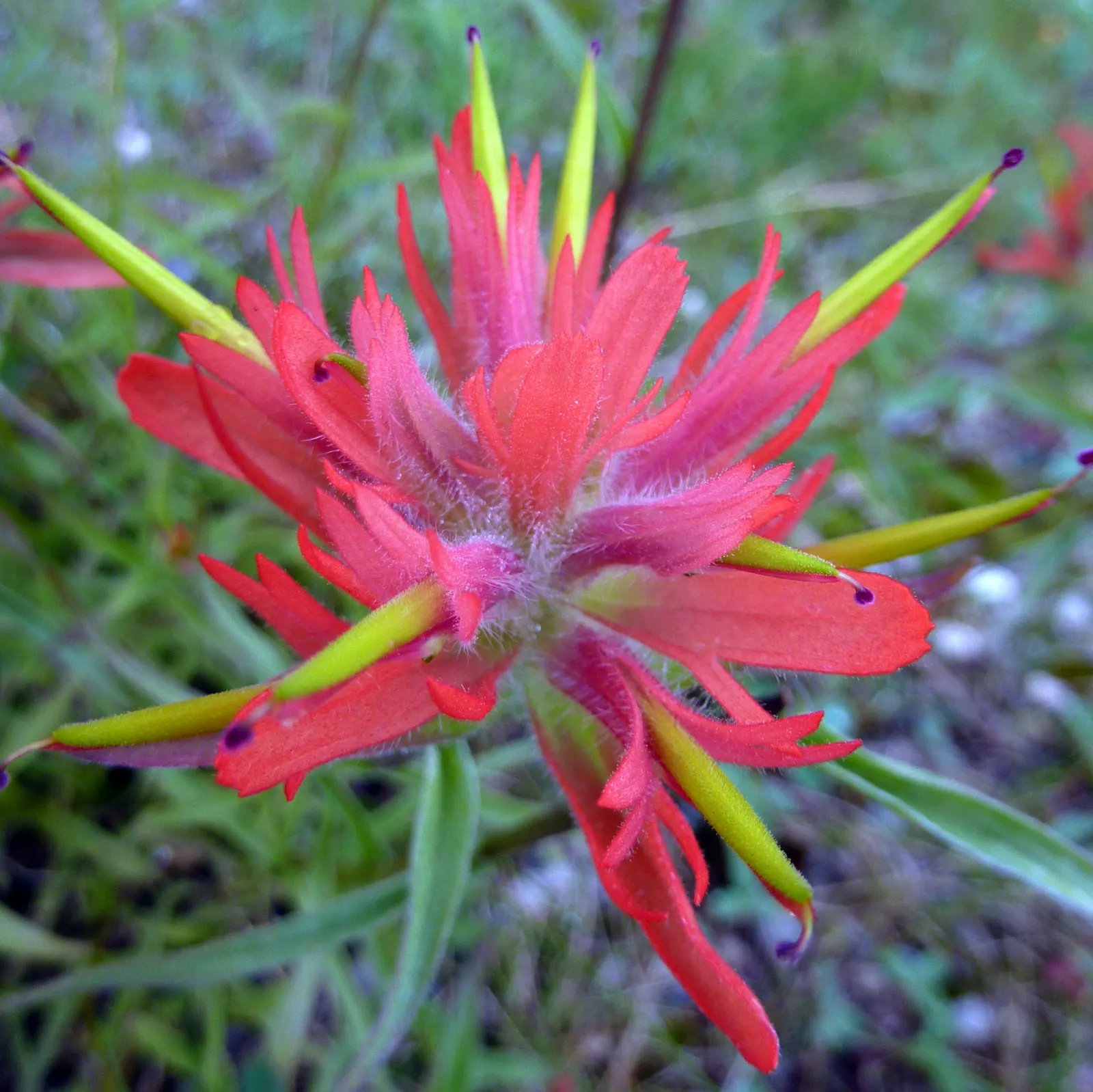 Indian Paintbrush (Castilleja Affinis) — perennial for full; bringing both visual interest and habitat support to your landscape