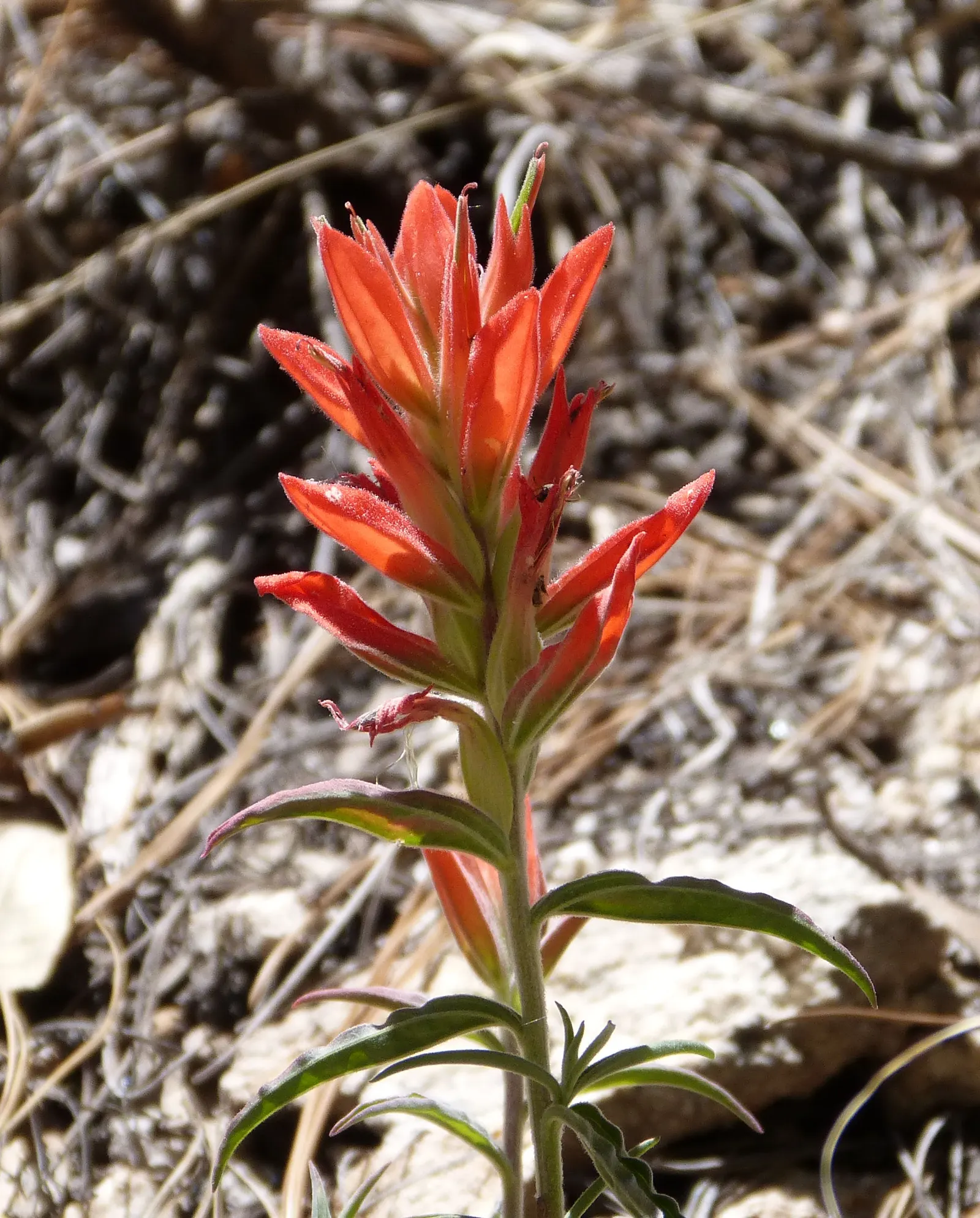 Indian Paintbrush (Castilleja Affinis) — use them in groups or as accent points among native grasses or low shrubs to achieve an eye-catching, image 49