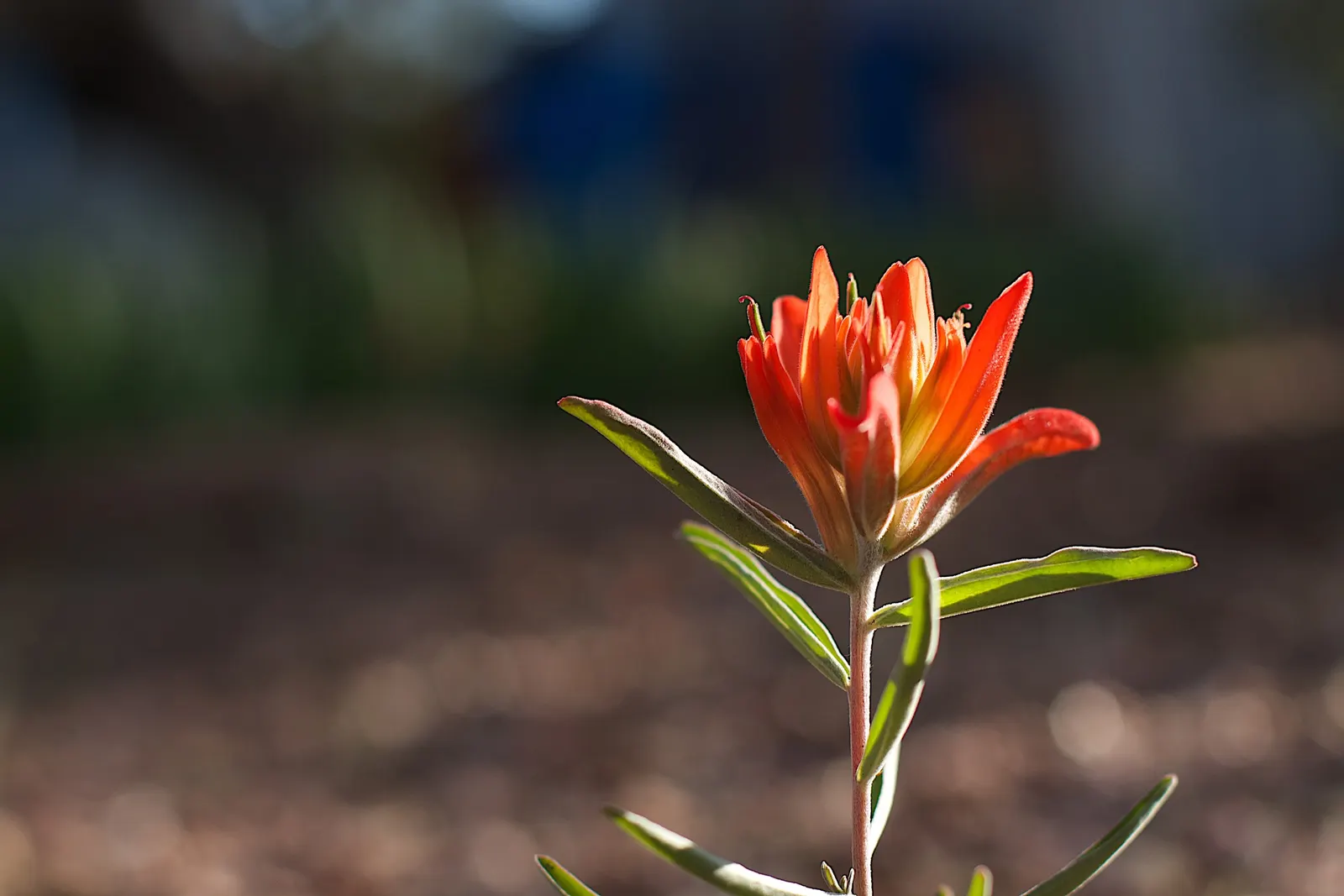 Indian Paintbrush (Castilleja Affinis) — enhancing the ecological value of the garden; native to western North America, it thrives in full sun, reaching 1-2