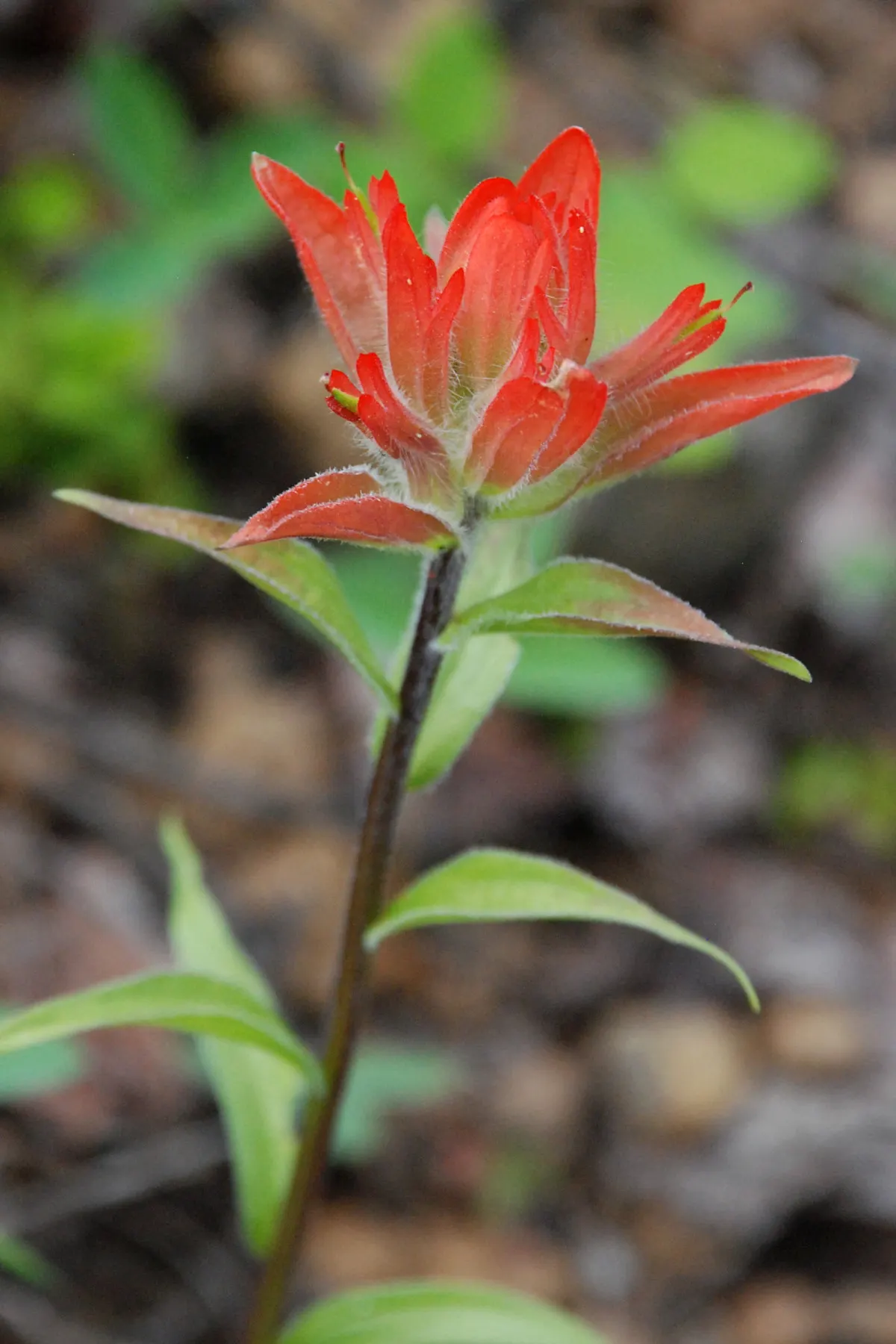 Indian Paintbrush (Castilleja Affinis) — Indian Paintbrush is a low-maintenance, image 50