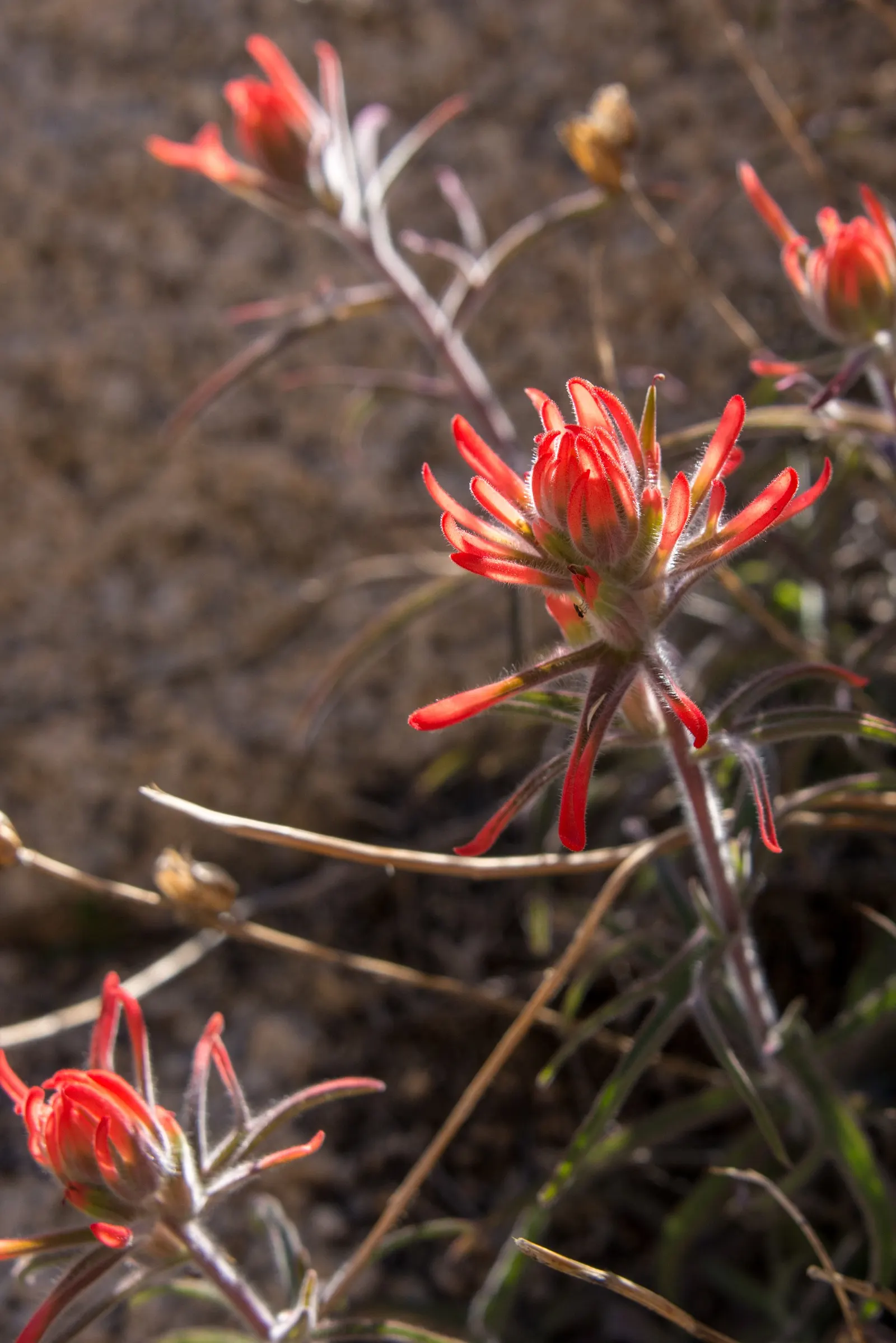 Indian Paintbrush (Castilleja Affinis) — is a perennial wildflower native to the western coastal regions of North America; are actually modified, image 60