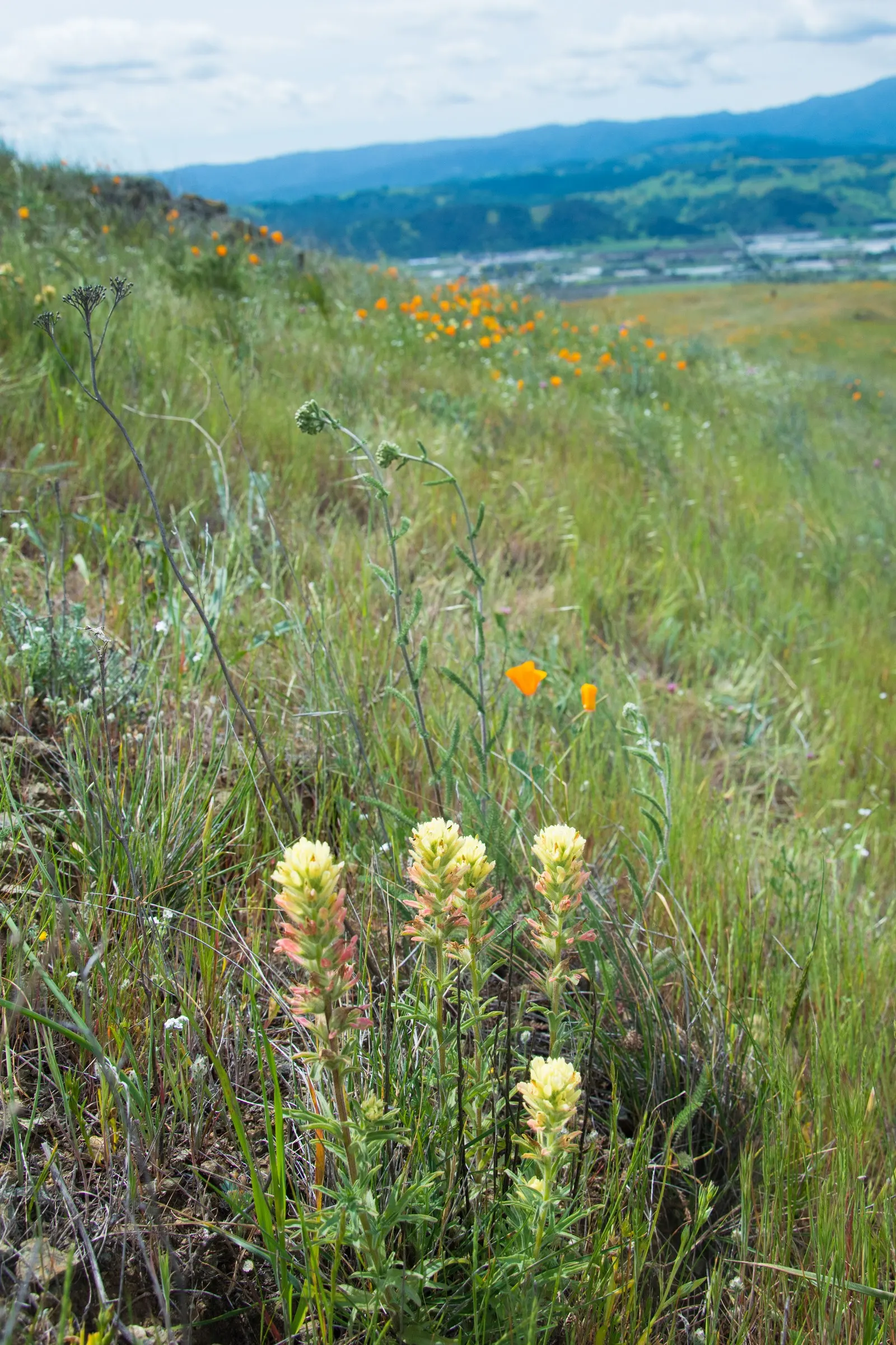 Indian Paintbrush (Castilleja Affinis) — which can serve as a subtle backdrop to its fiery floral display; is a perennial wildflower native to the, image 144