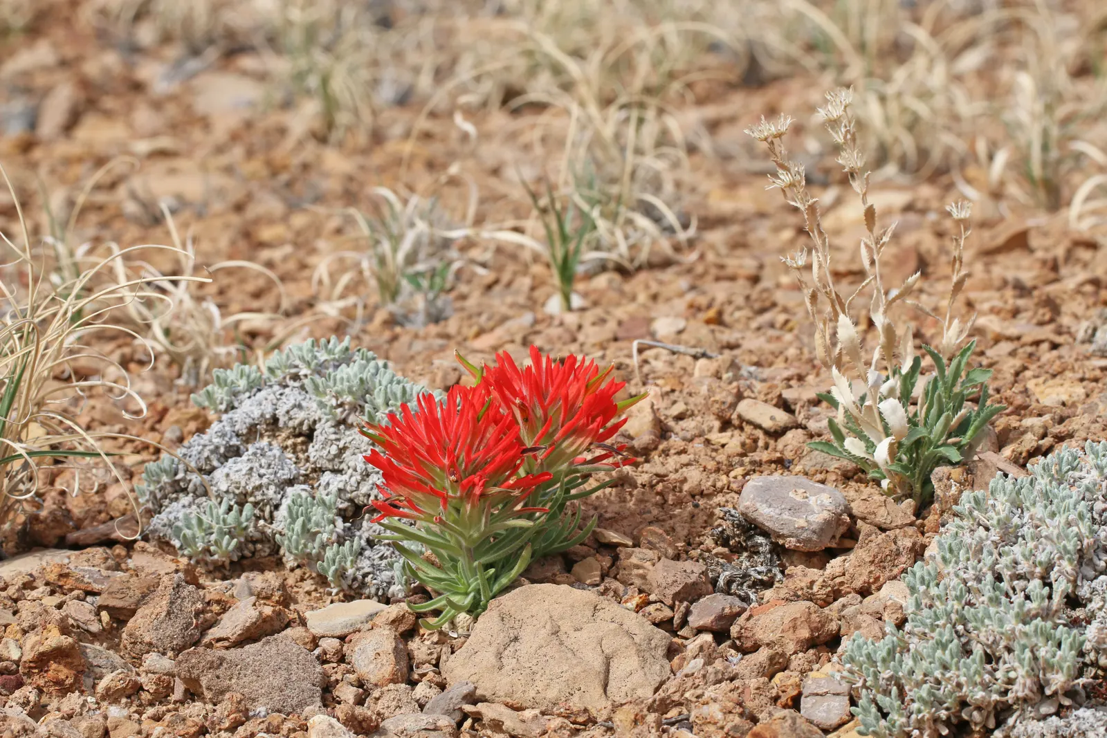 Indian Paintbrush (Castilleja Affinis) — creating the illusion of a painter\'s brush dipped in paint, image 68