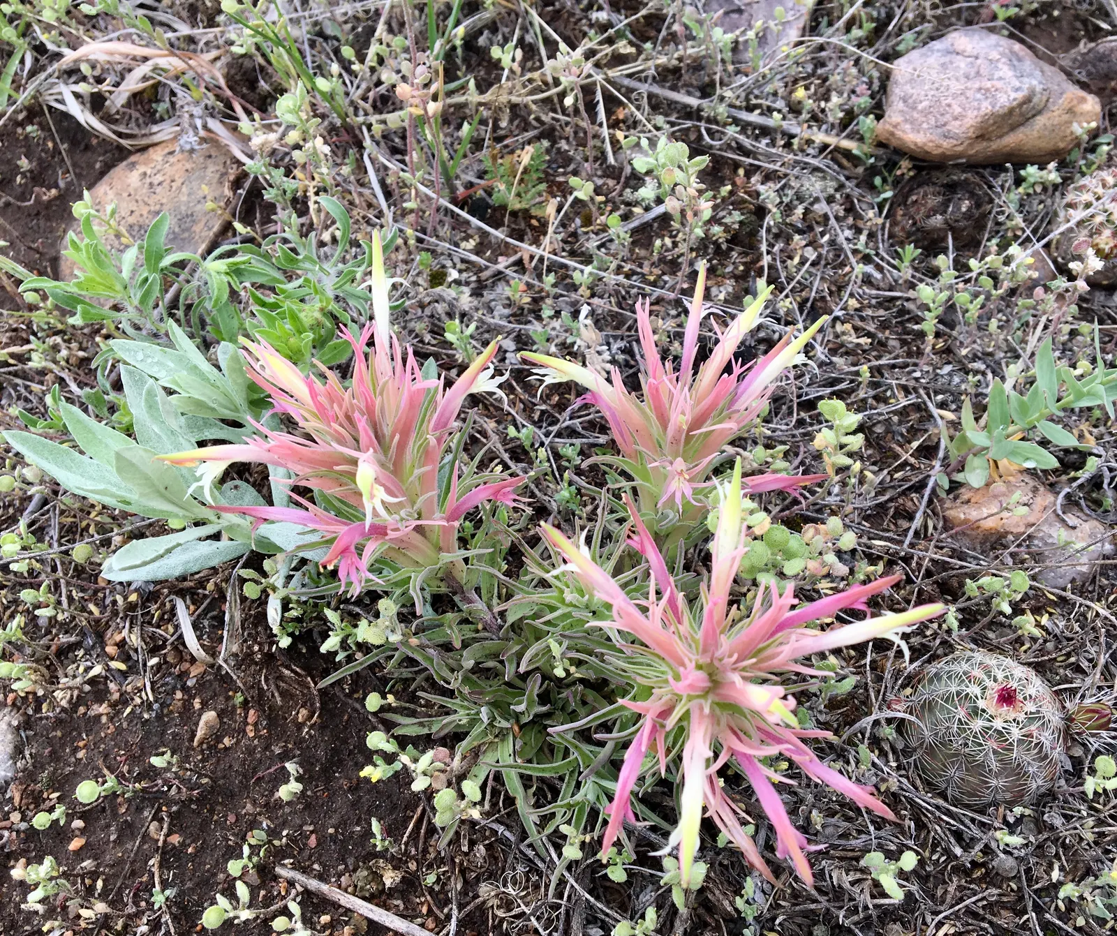 Indian Paintbrush (Castilleja Affinis) — orange and pink and red flowers in the garden; the "flowers" of the Indian Paintbrush, image 79