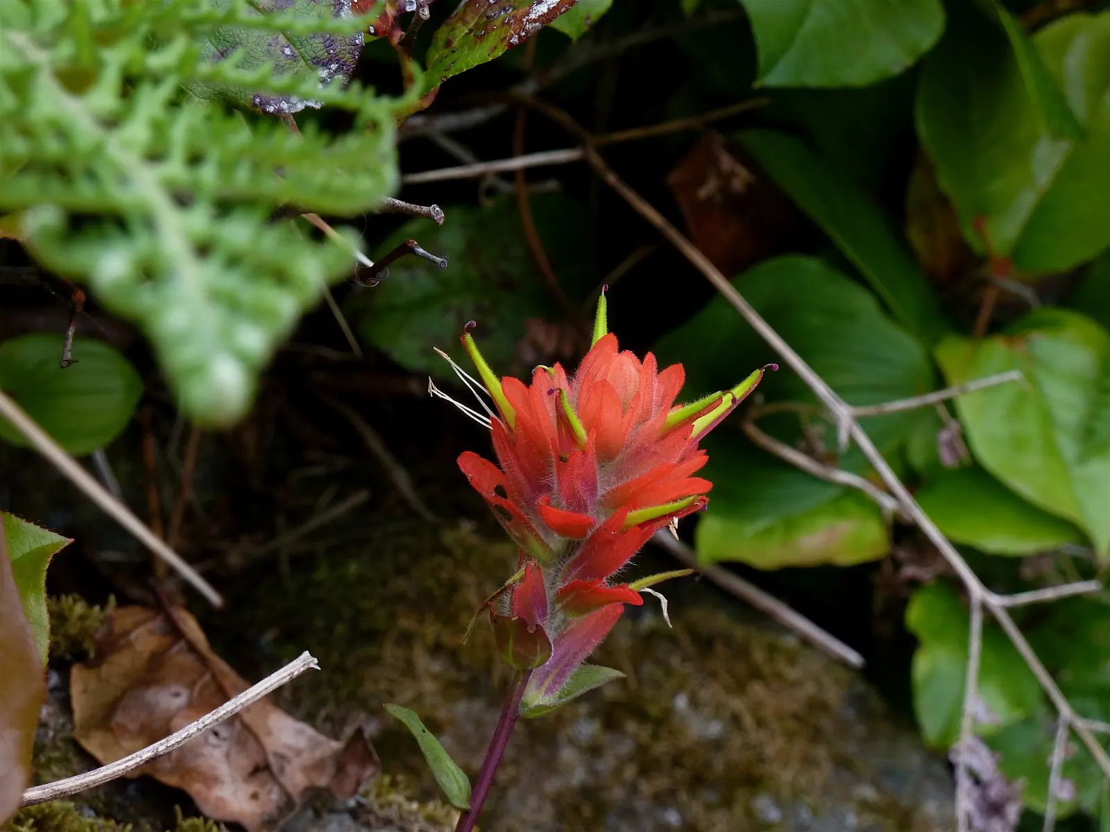 Indian Paintbrush (Castilleja Affinis) — Plant in clusters for a striking visual impact; orange and pink and red flowers in the garden, image 58