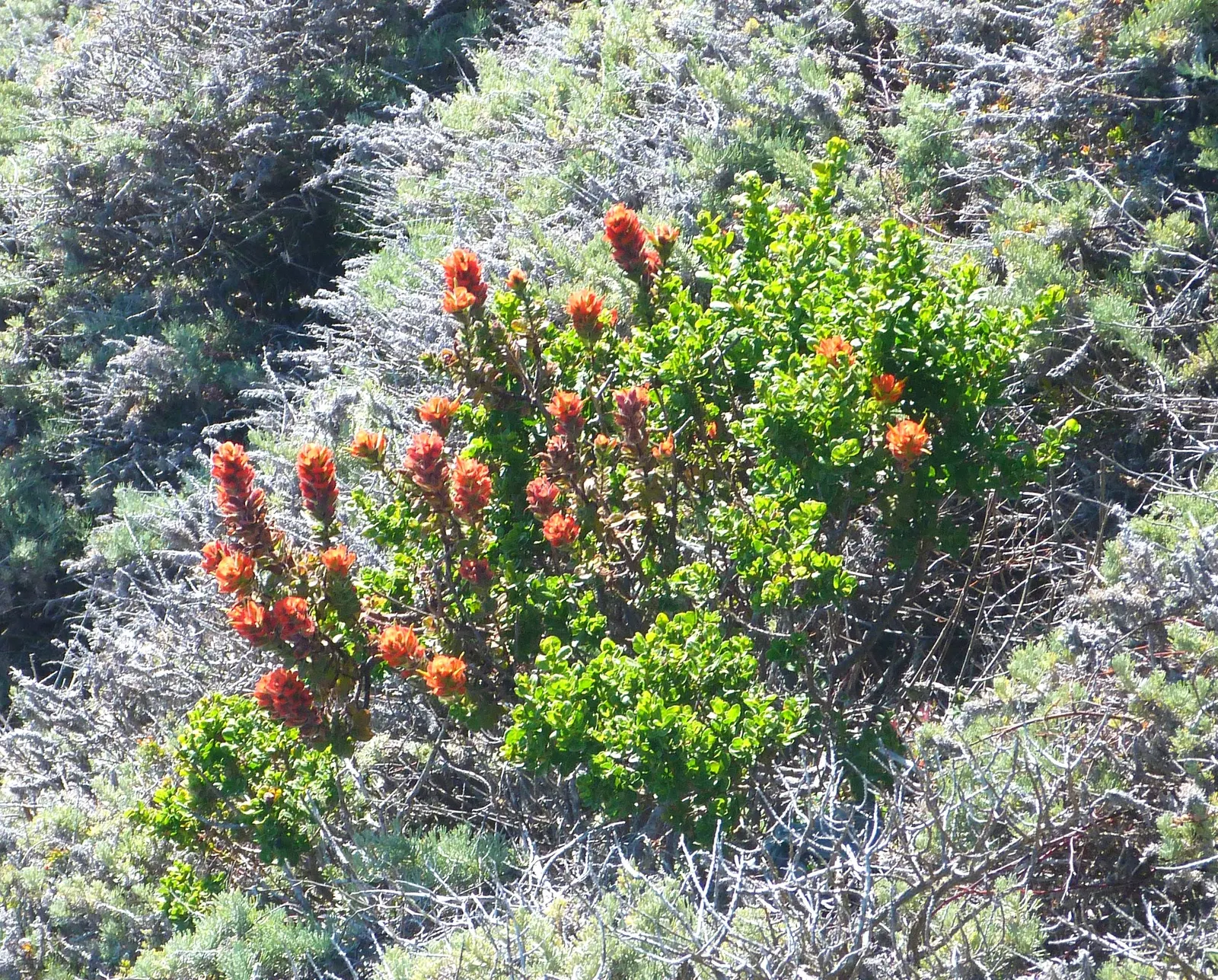 Indian Paintbrush (Castilleja Affinis) — orange and pink and red flowers in the garden; the "flowers" of the Indian Paintbrush, image 133