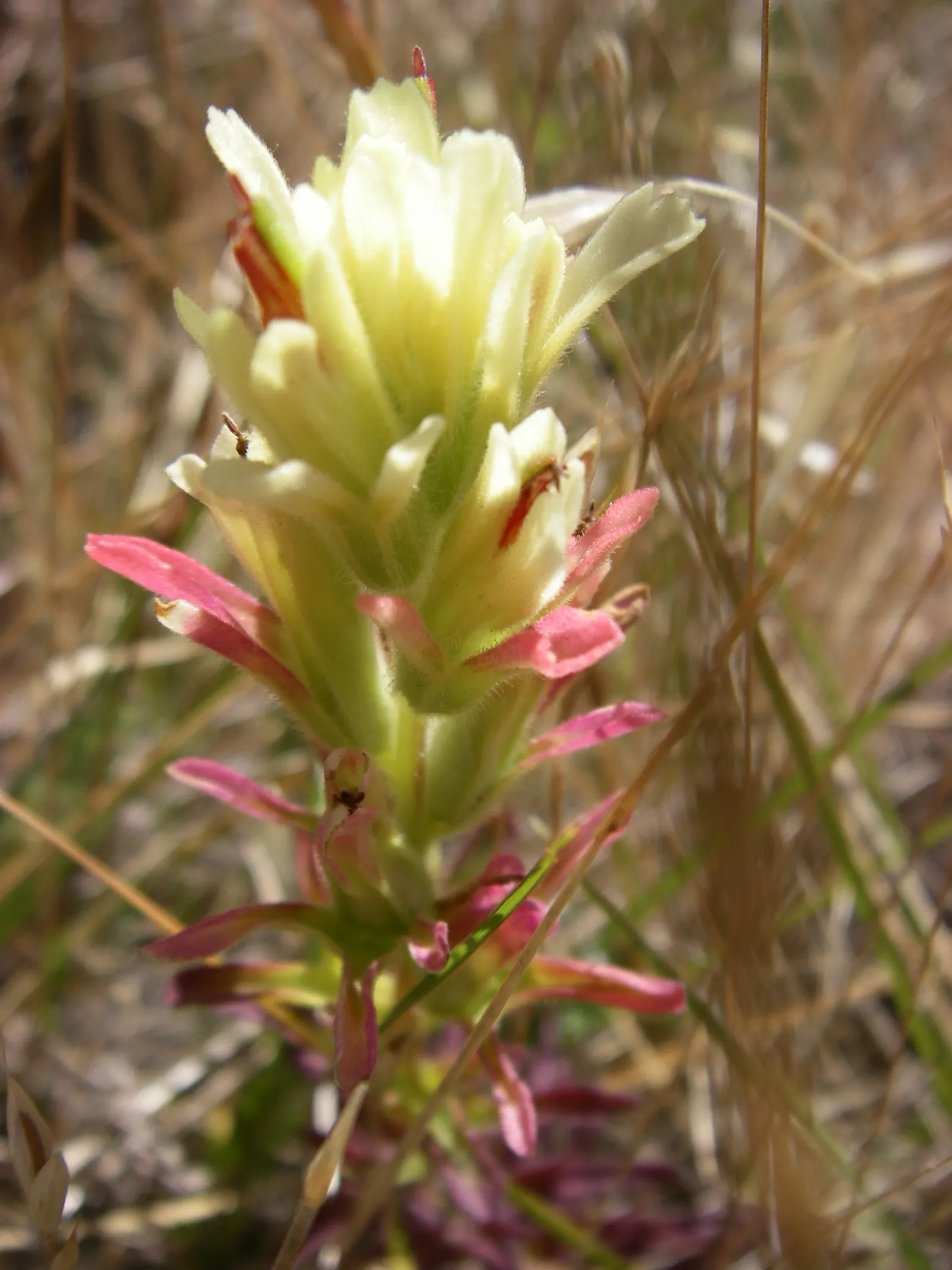 Indian Paintbrush (Castilleja Affinis) — The "flowers" of the Indian Paintbrush; which are brilliantly coloured in shades of red, image 145