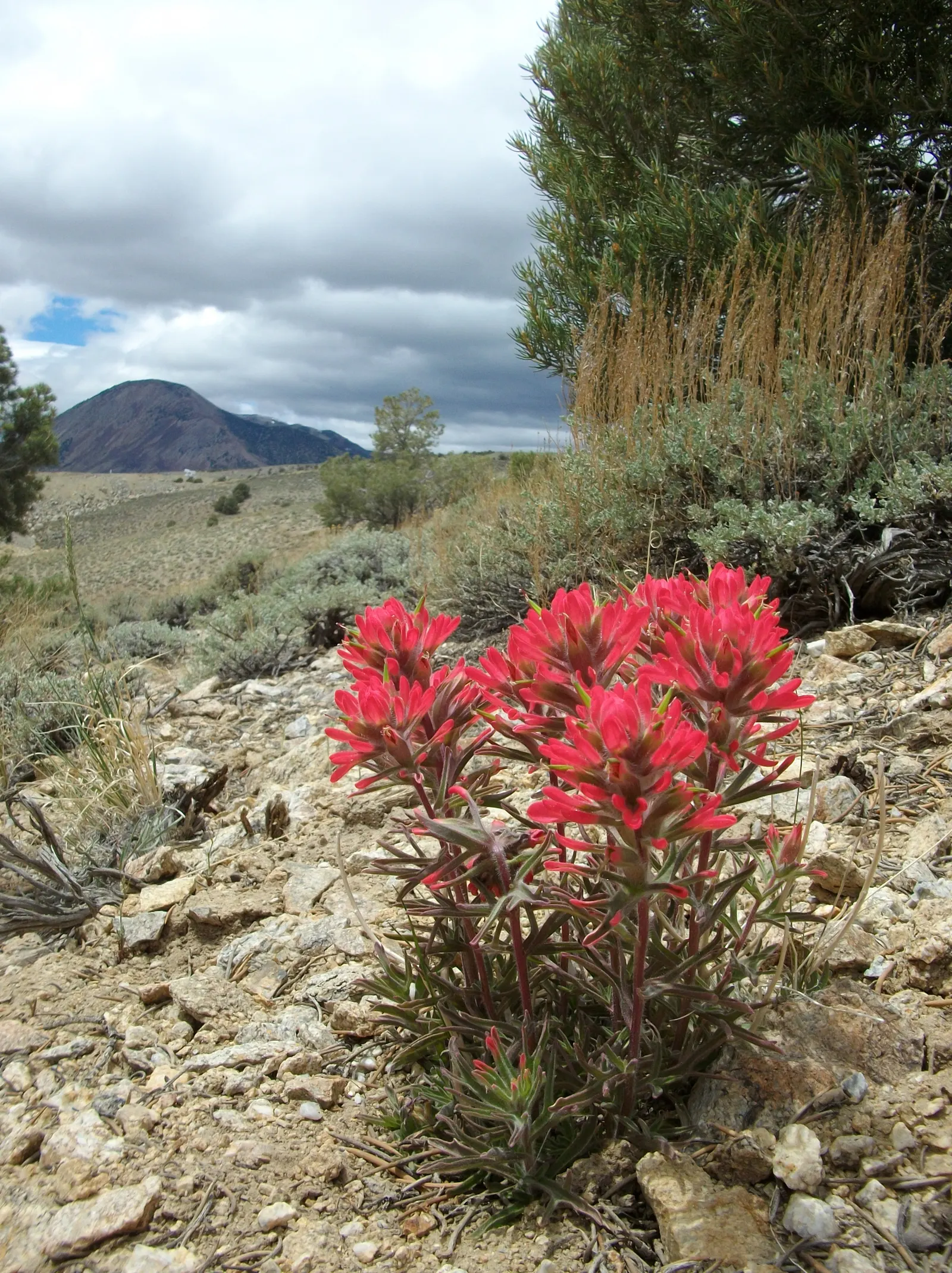Indian Paintbrush (Castilleja Affinis) — Drought-tolerant once established, it requires minimal supplemental water; indian Paintbrush, Castilleja, image 70