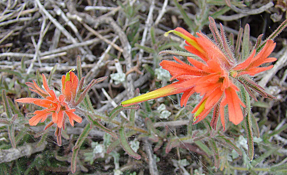 Indian Paintbrush (Castilleja Affinis) — use them in groups or as accent points among native grasses or low shrubs to achieve an eye-catching, image 76