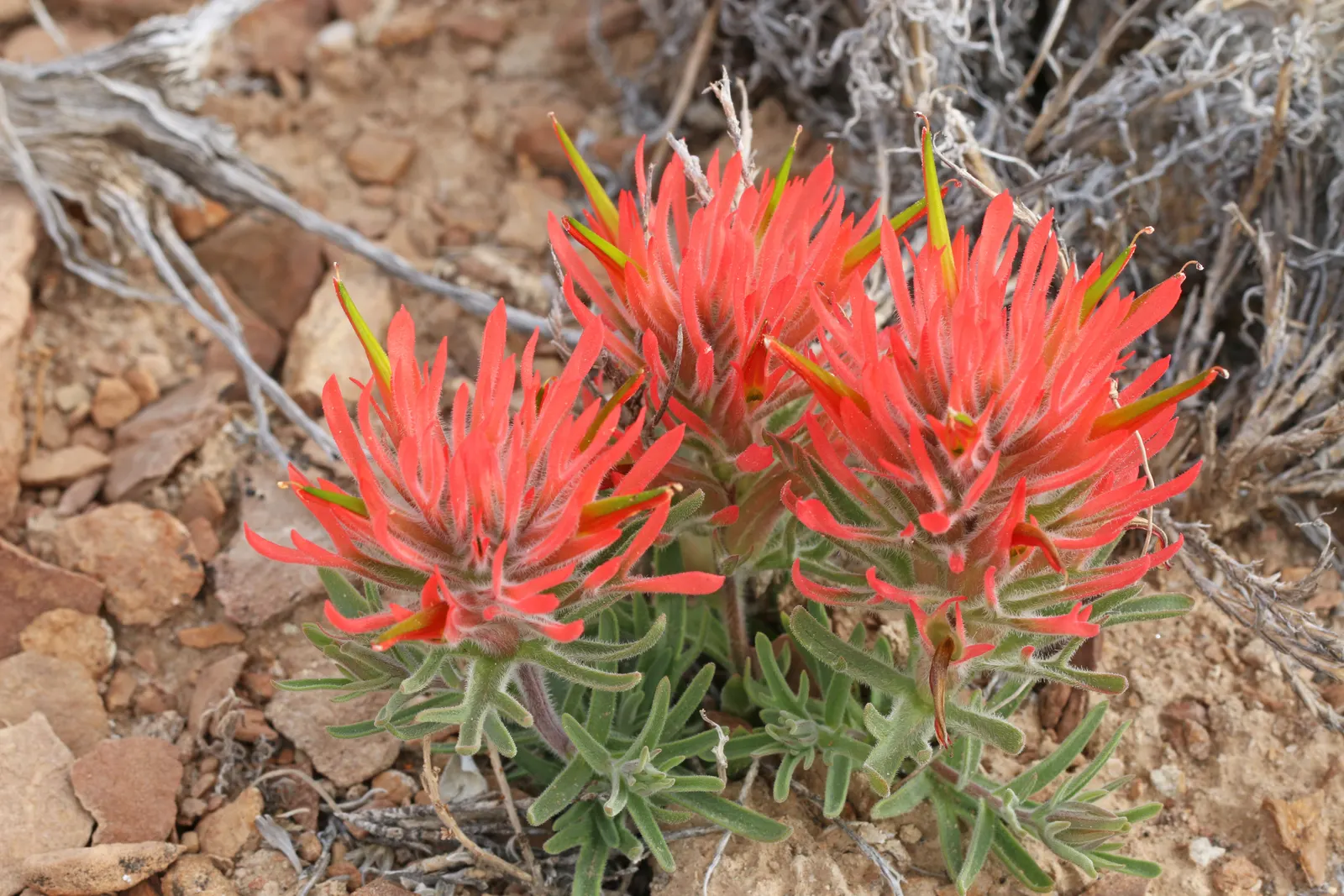 Indian Paintbrush (Castilleja Affinis) — this plant can reach a modest height of approximately 1 to 2 feet; perennial with orange and pink and red, image 62