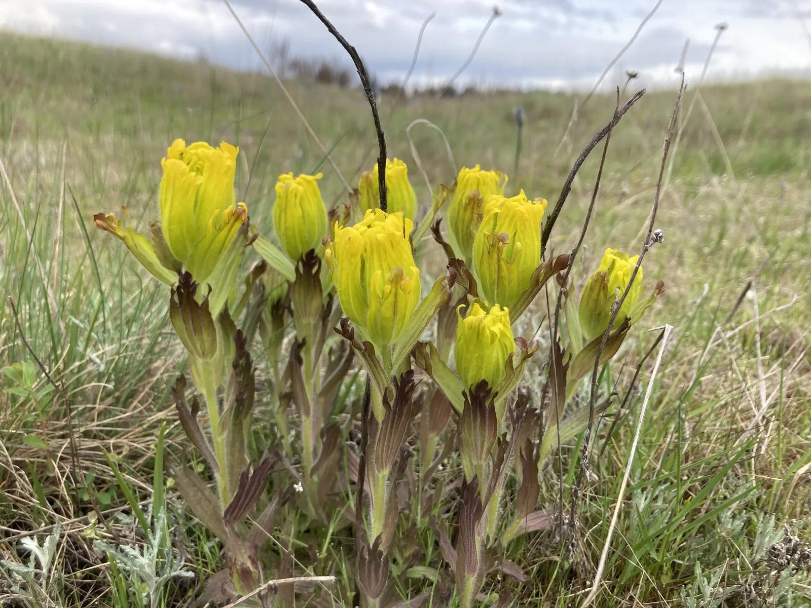 Indian Paintbrush (Castilleja Affinis) — Drought-tolerant once established, it requires minimal supplemental water; indian Paintbrush, Castilleja affinis, is a