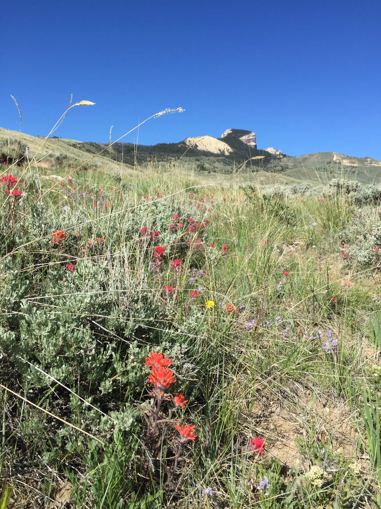 Indian Paintbrush (Castilleja Affinis) — enhancing the ecological value of the garden; native to western North America, it thrives in full sun, image 74