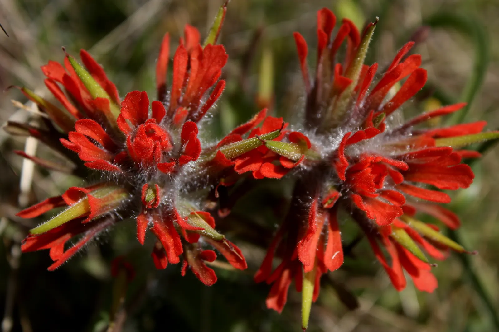 Indian Paintbrush (Castilleja Affinis) — which are brilliantly coloured in shades of red; celebrated for its vibrant bristle-like inflorescences, image 67