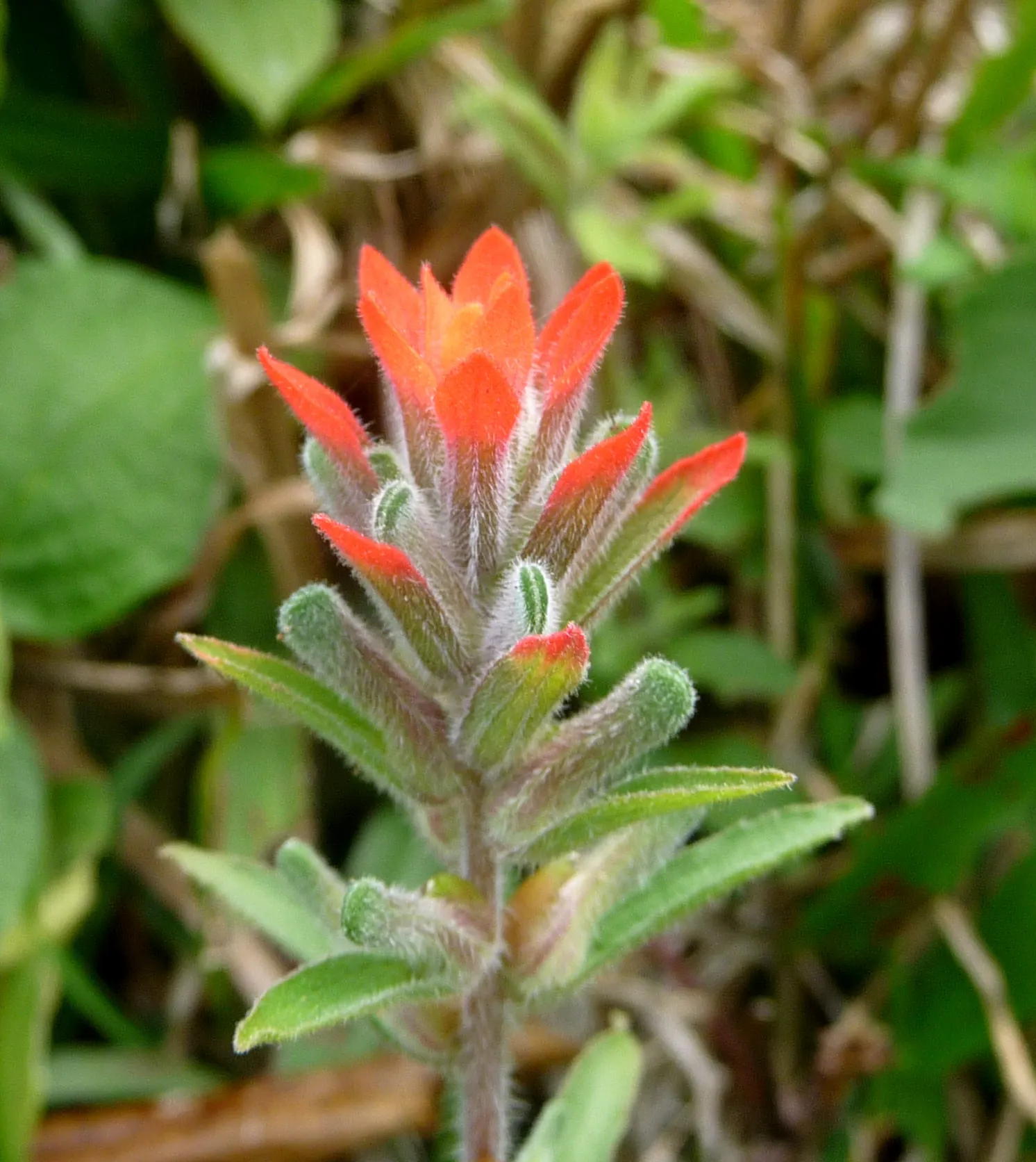 Indian Paintbrush (Castilleja Affinis) — are actually modified leaves; perennial for full, image 66
