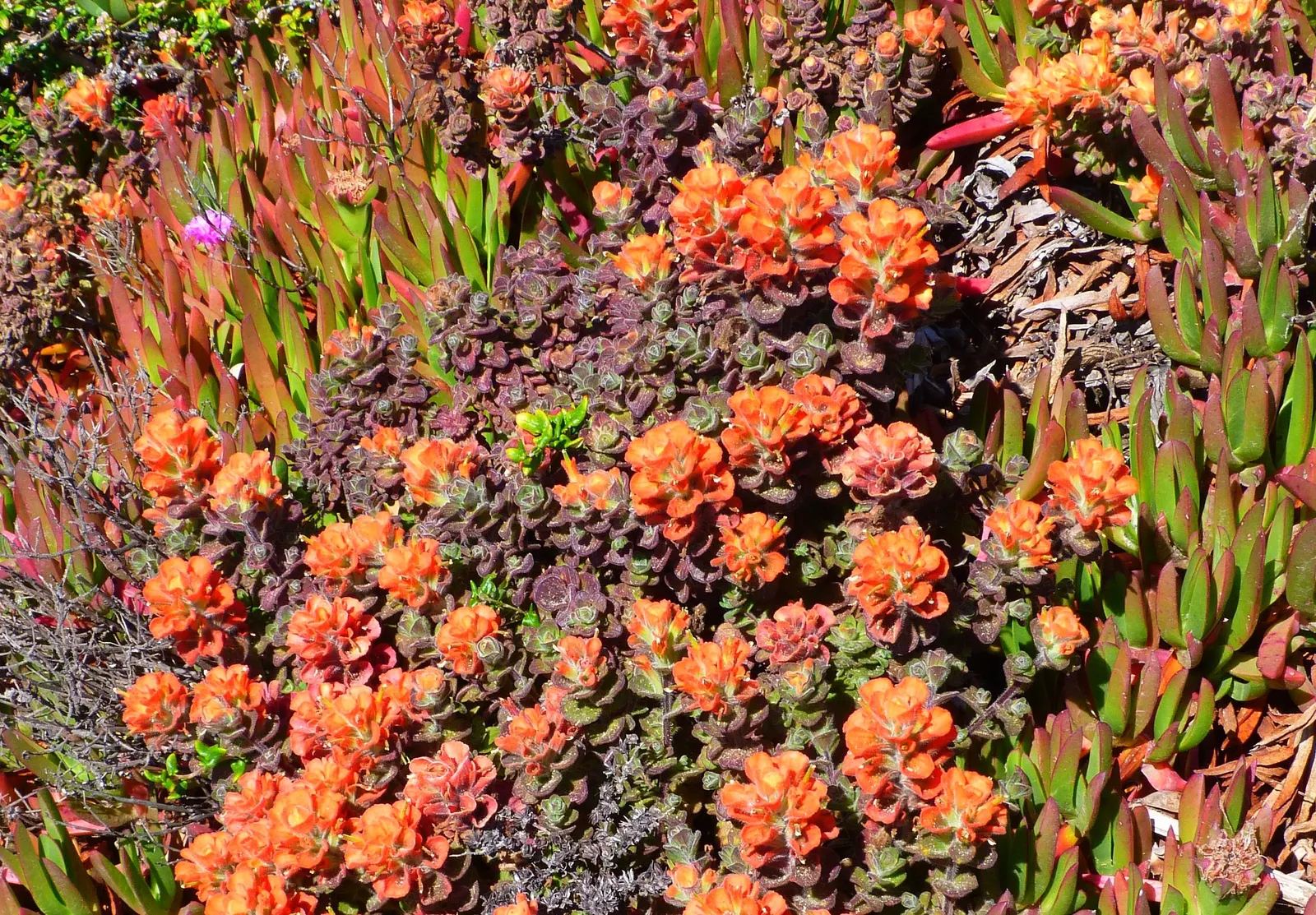 Indian Paintbrush (Castilleja Affinis) — perennial for full; bringing both visual interest and habitat support to your landscape, image 135